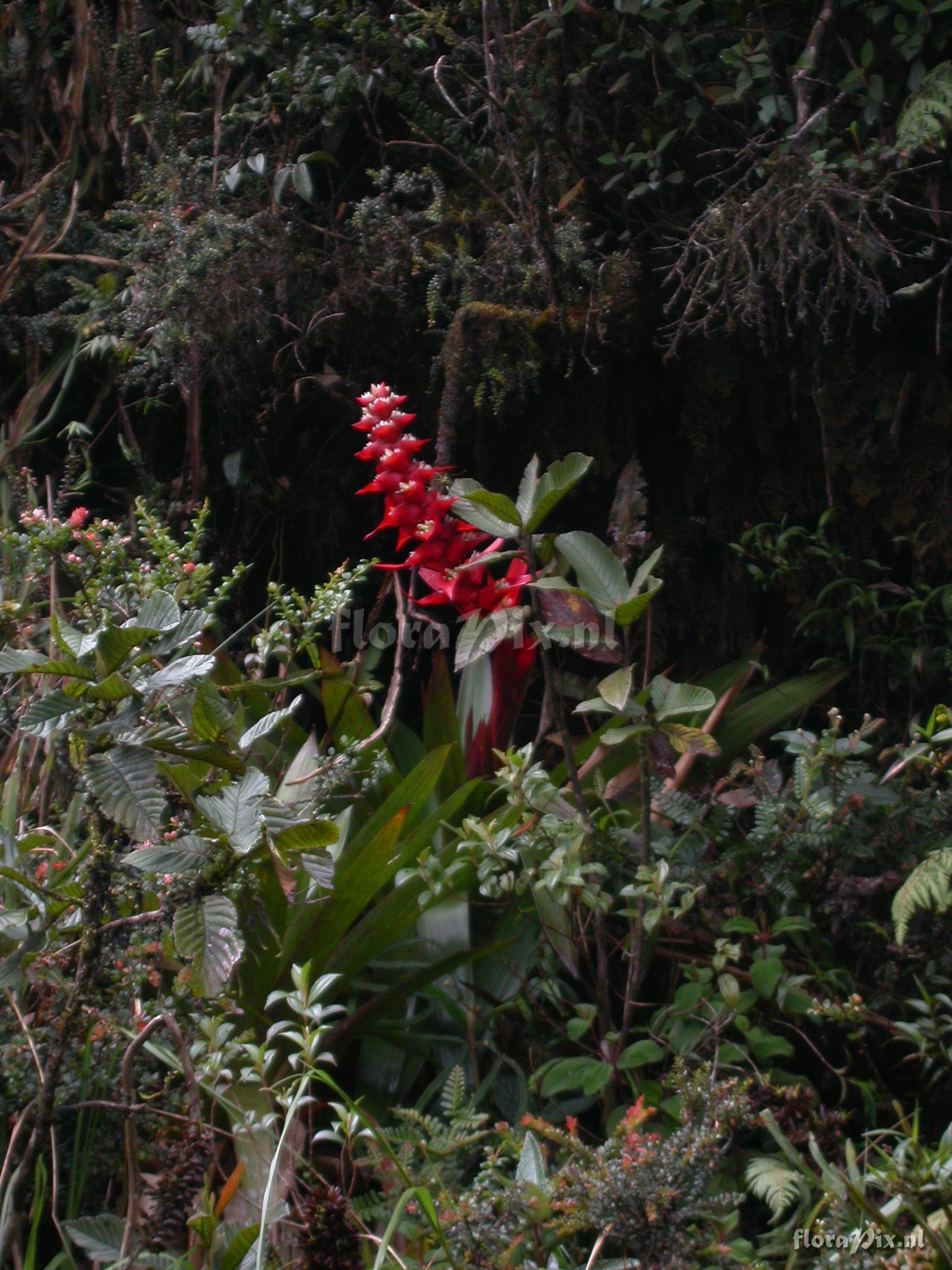 Mezobromelia cf. capituligera 