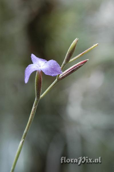 Tillandsia caerulea