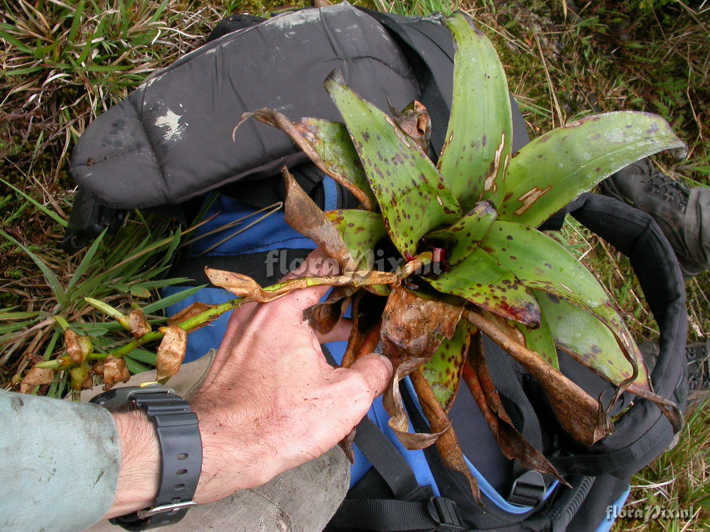 Racinaea tetrantha var. densiflora (Andre) M.A.Spencer&L.B.Sm.