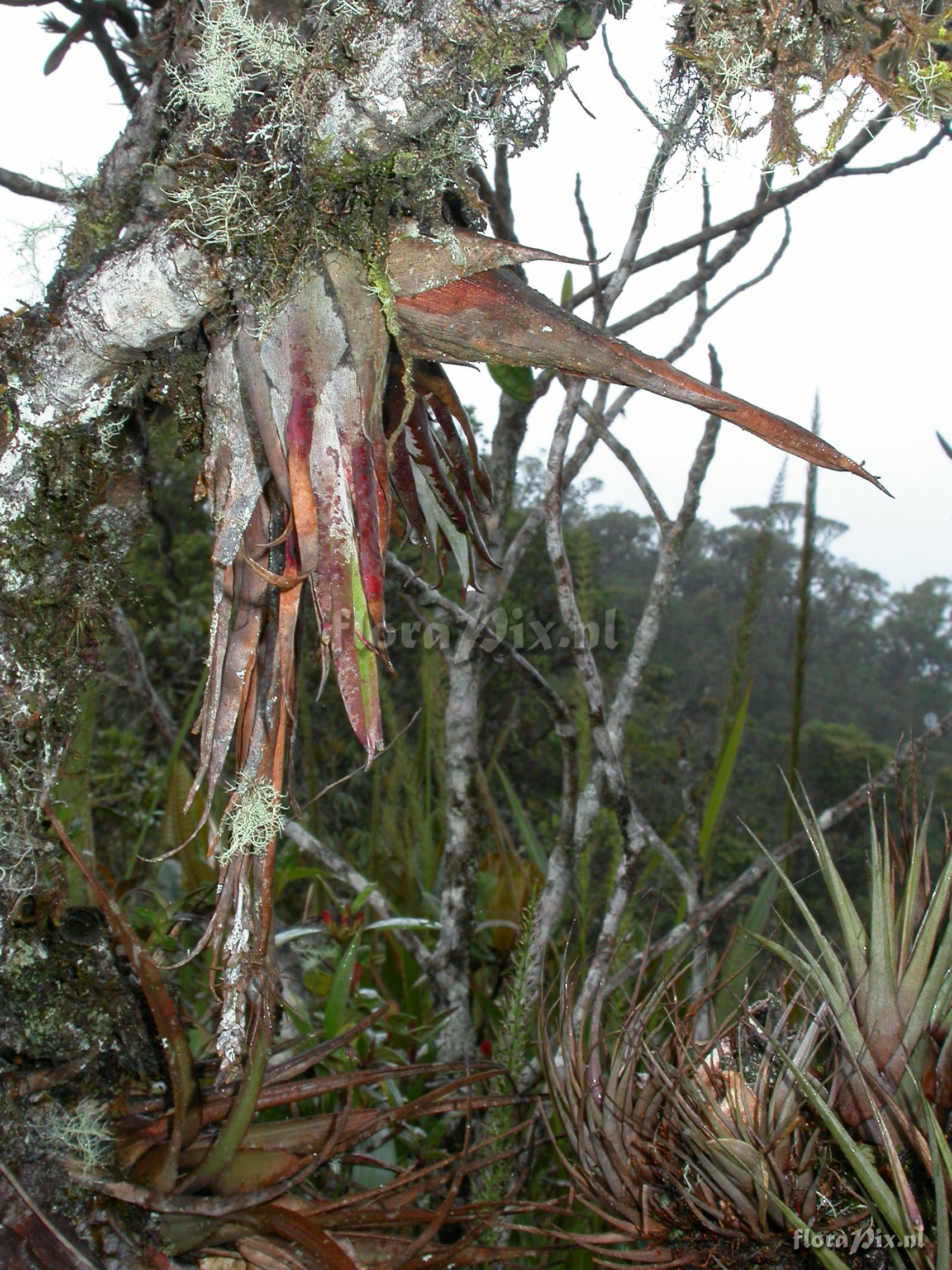 Racinaea dielsii (Harms)H.Luther