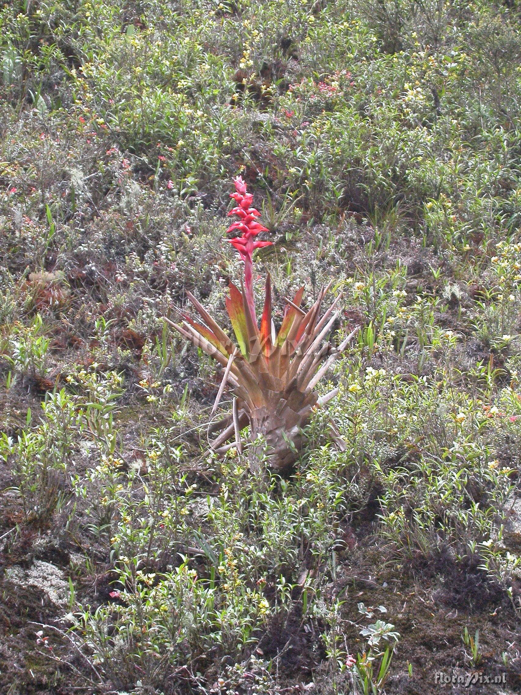 Mezobromelia cf. capituligera 