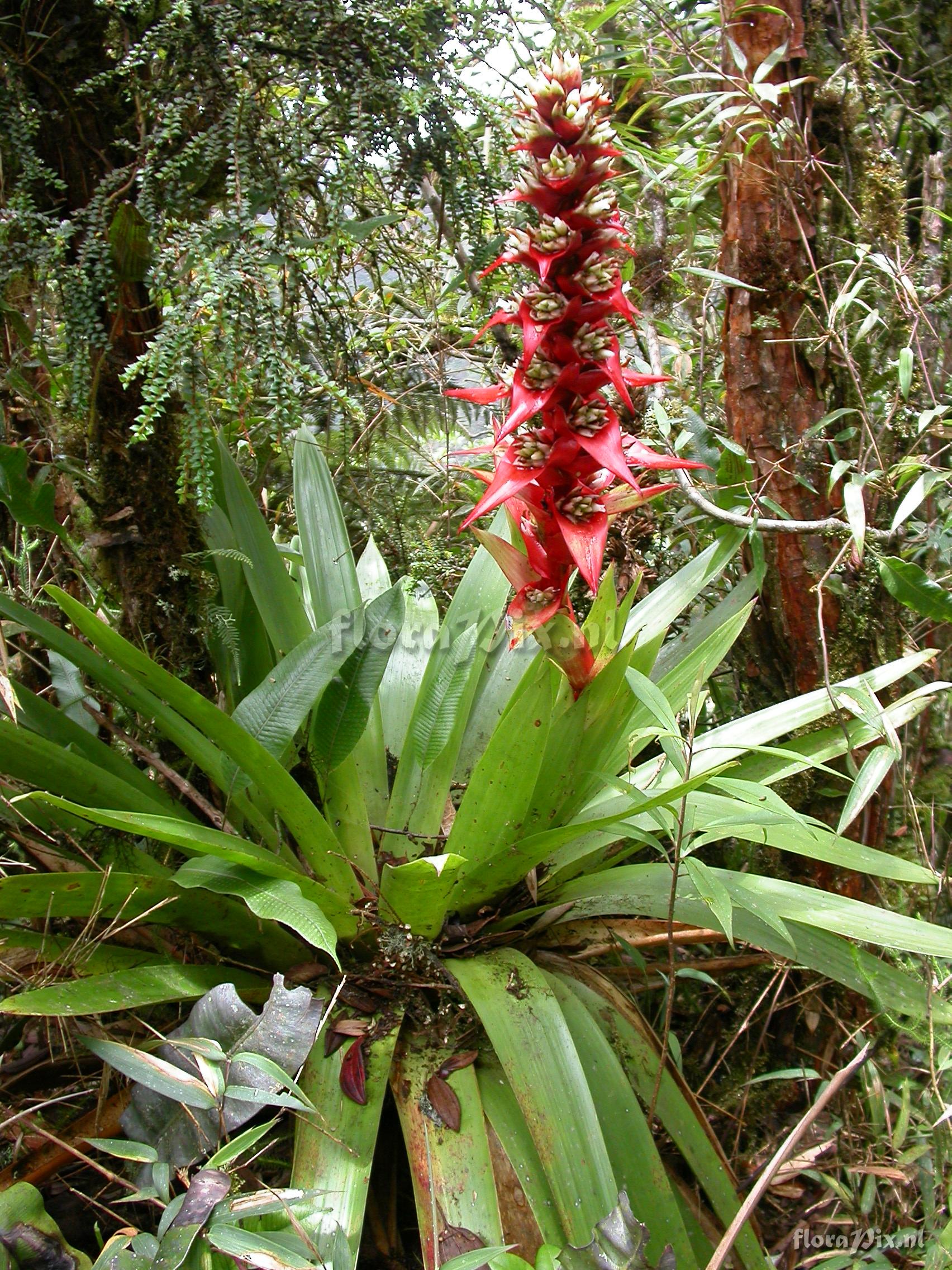 Mezobromelia cf. capituligera 