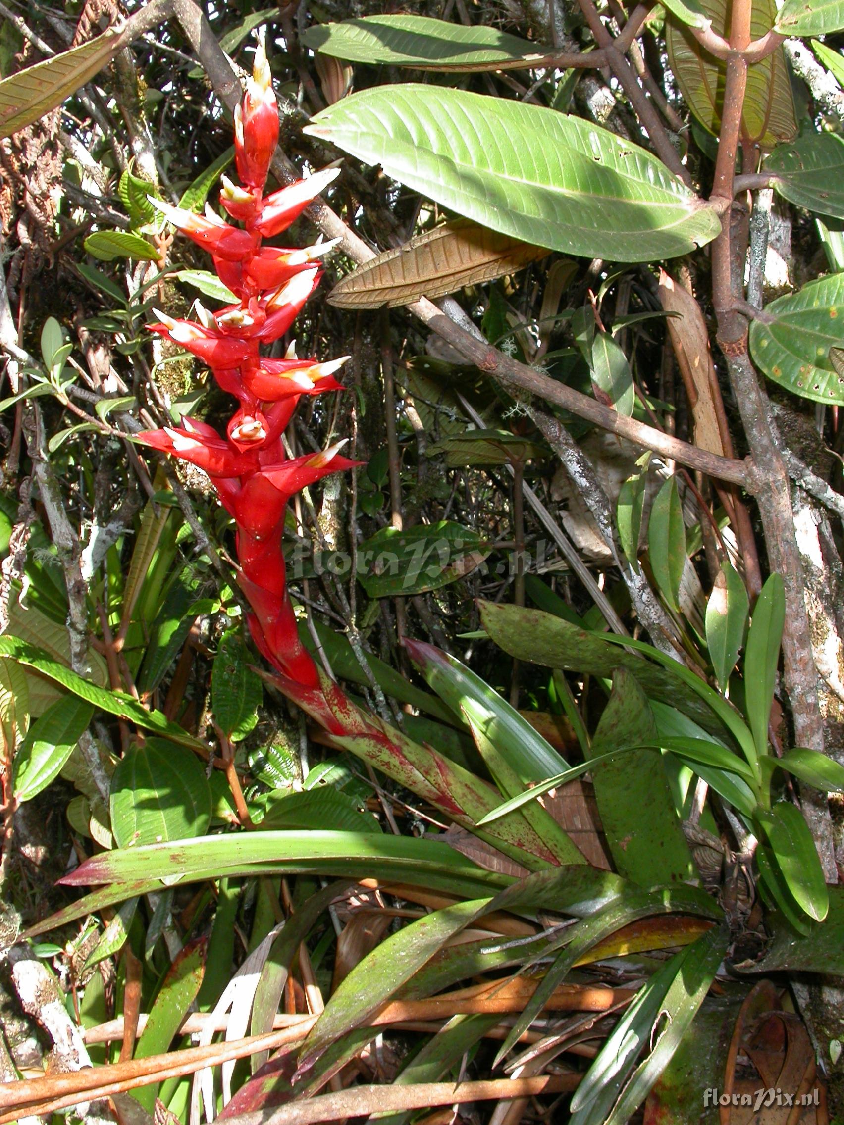 Tillandsia schimperiana 