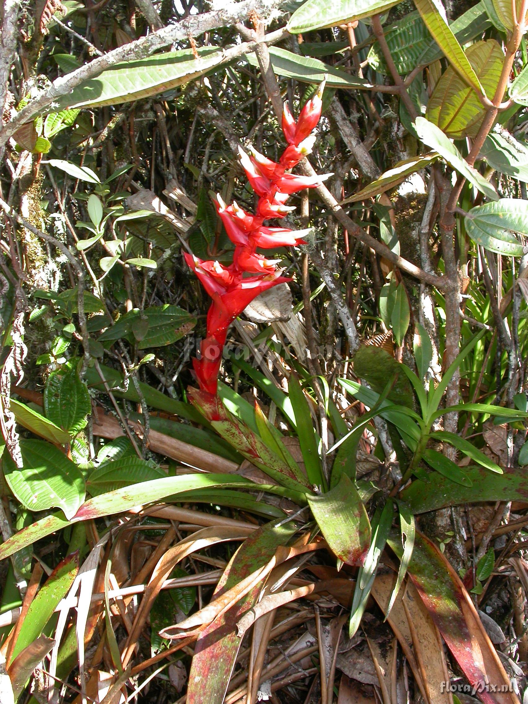 Tillandsia schimperiana 