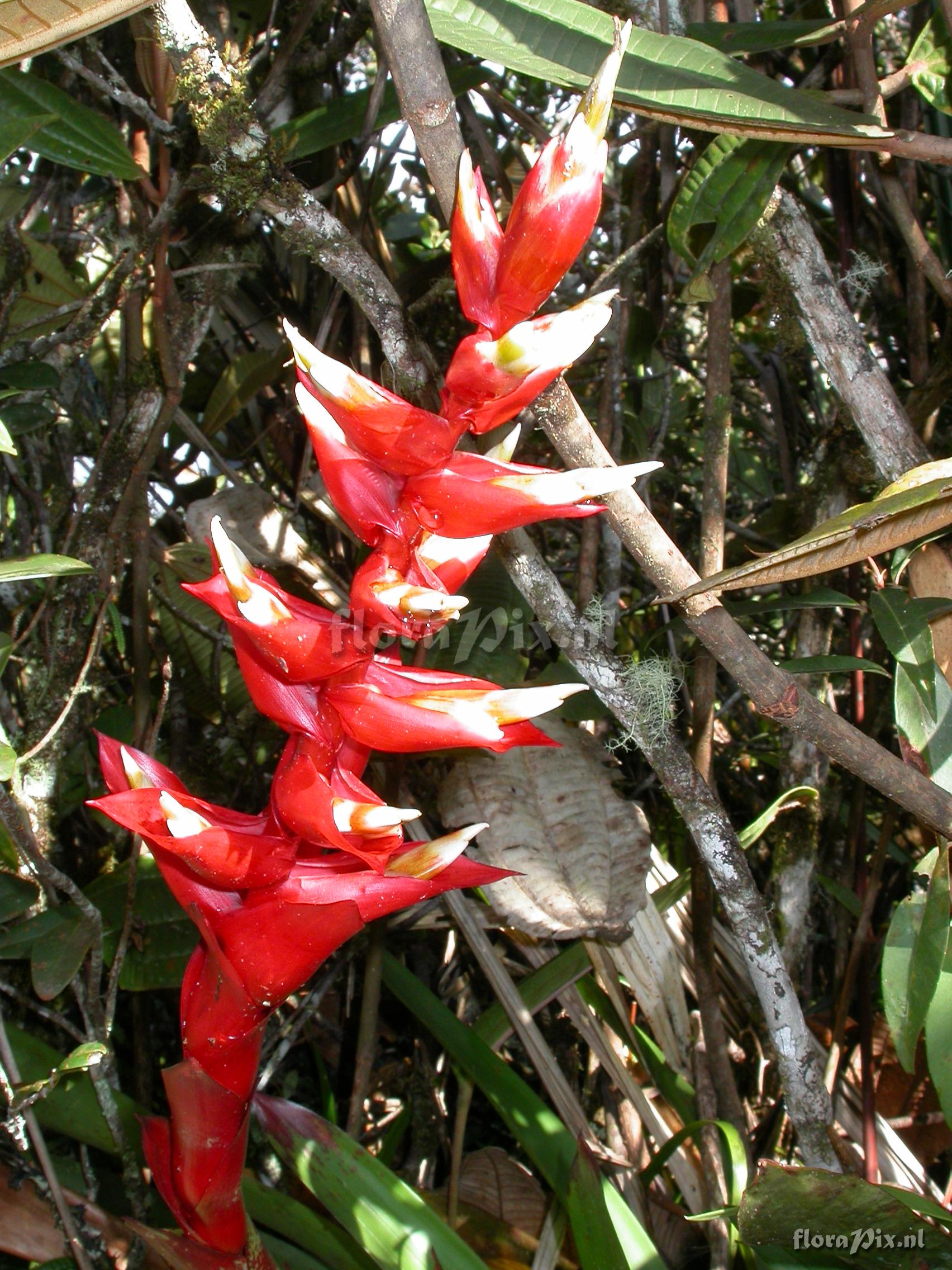 Tillandsia schimperiana 