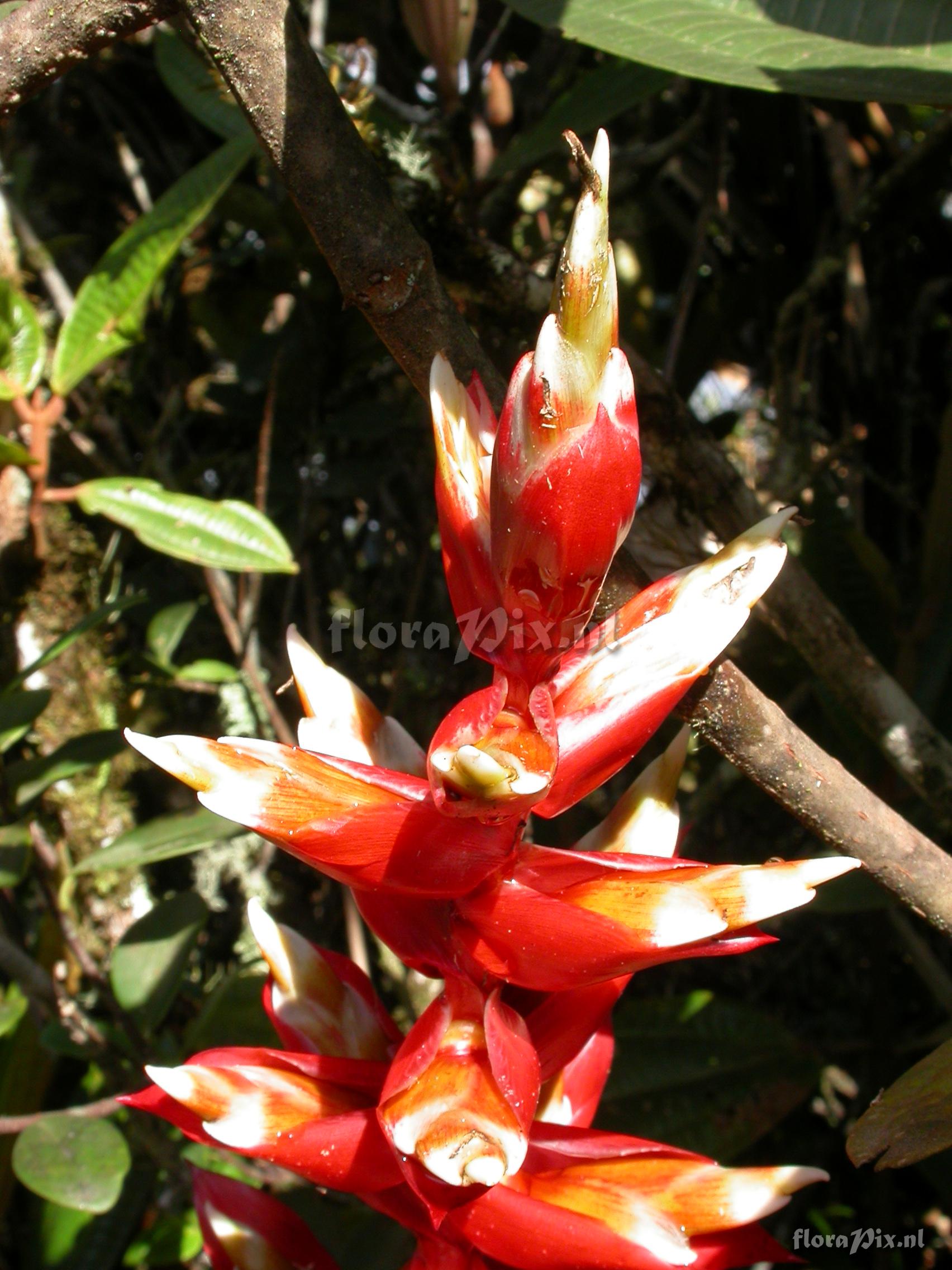 Tillandsia schimperiana 