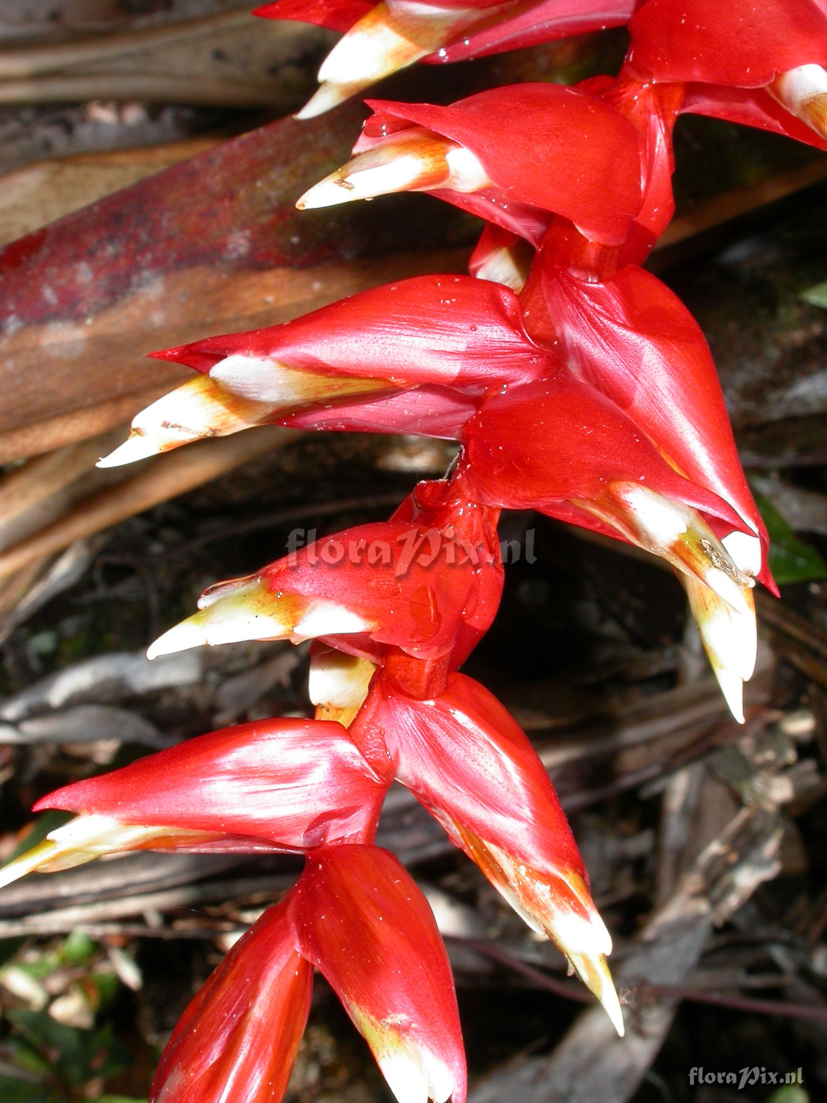 Tillandsia schimperiana 