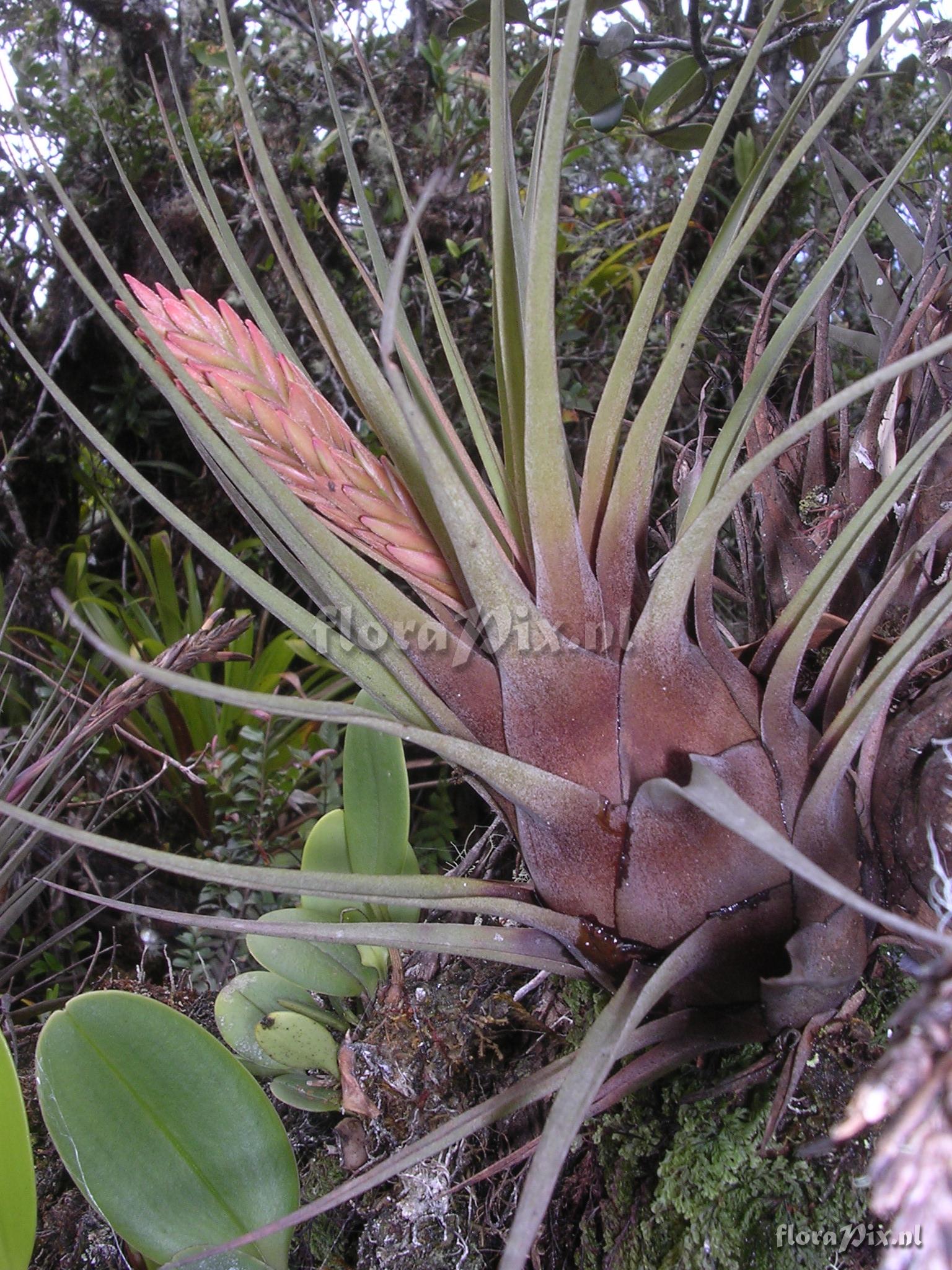 Vriesea fragrans