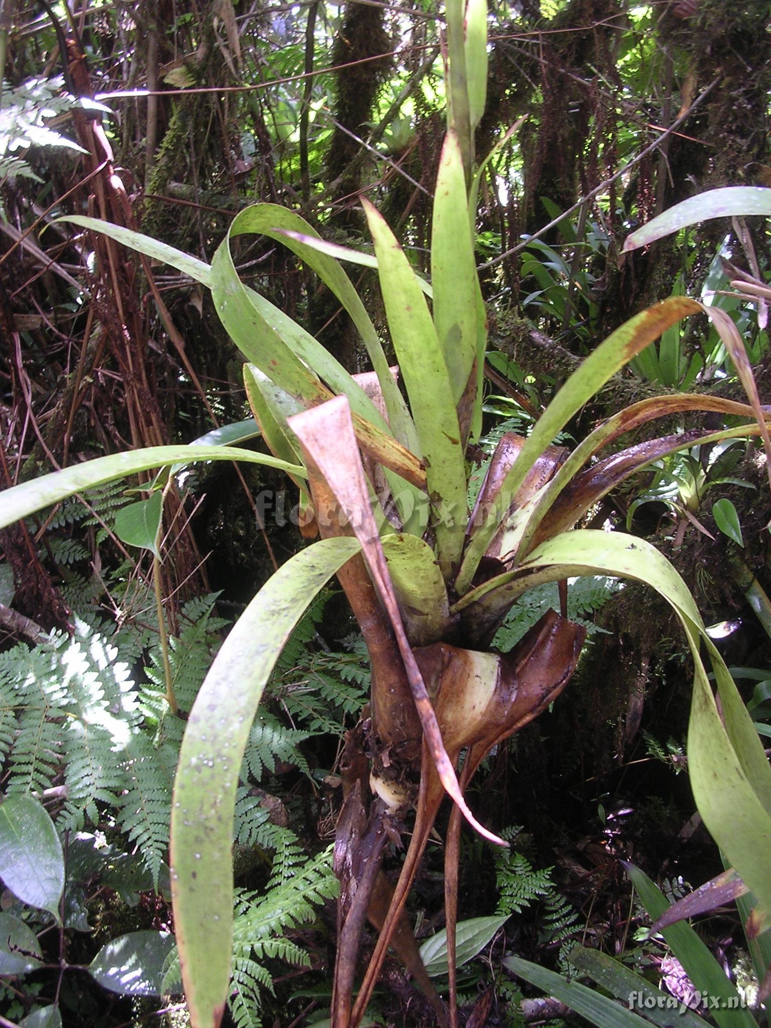 Tillandsia stenoura 