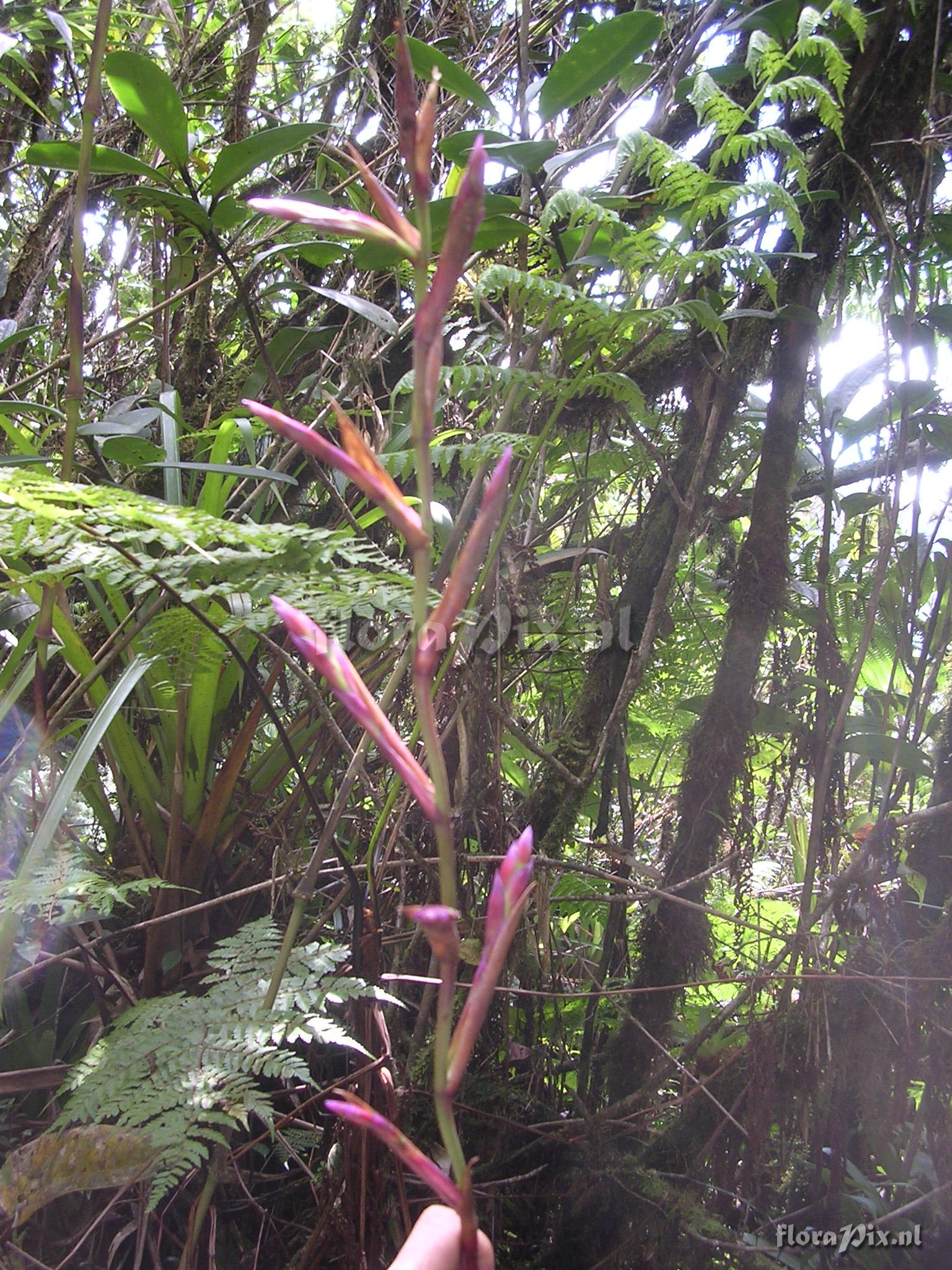 Tillandsia stenoura 