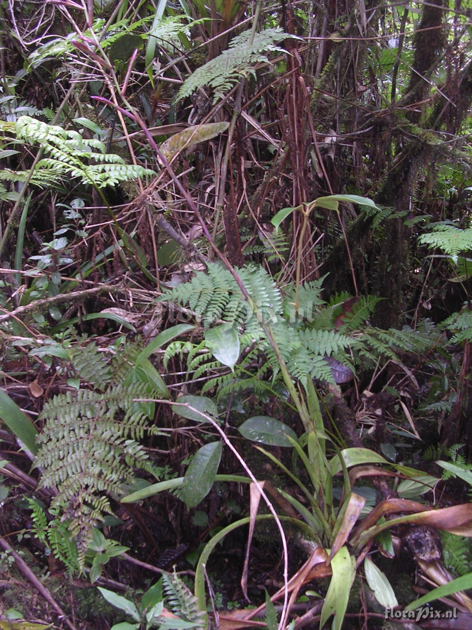 Tillandsia stenoura 