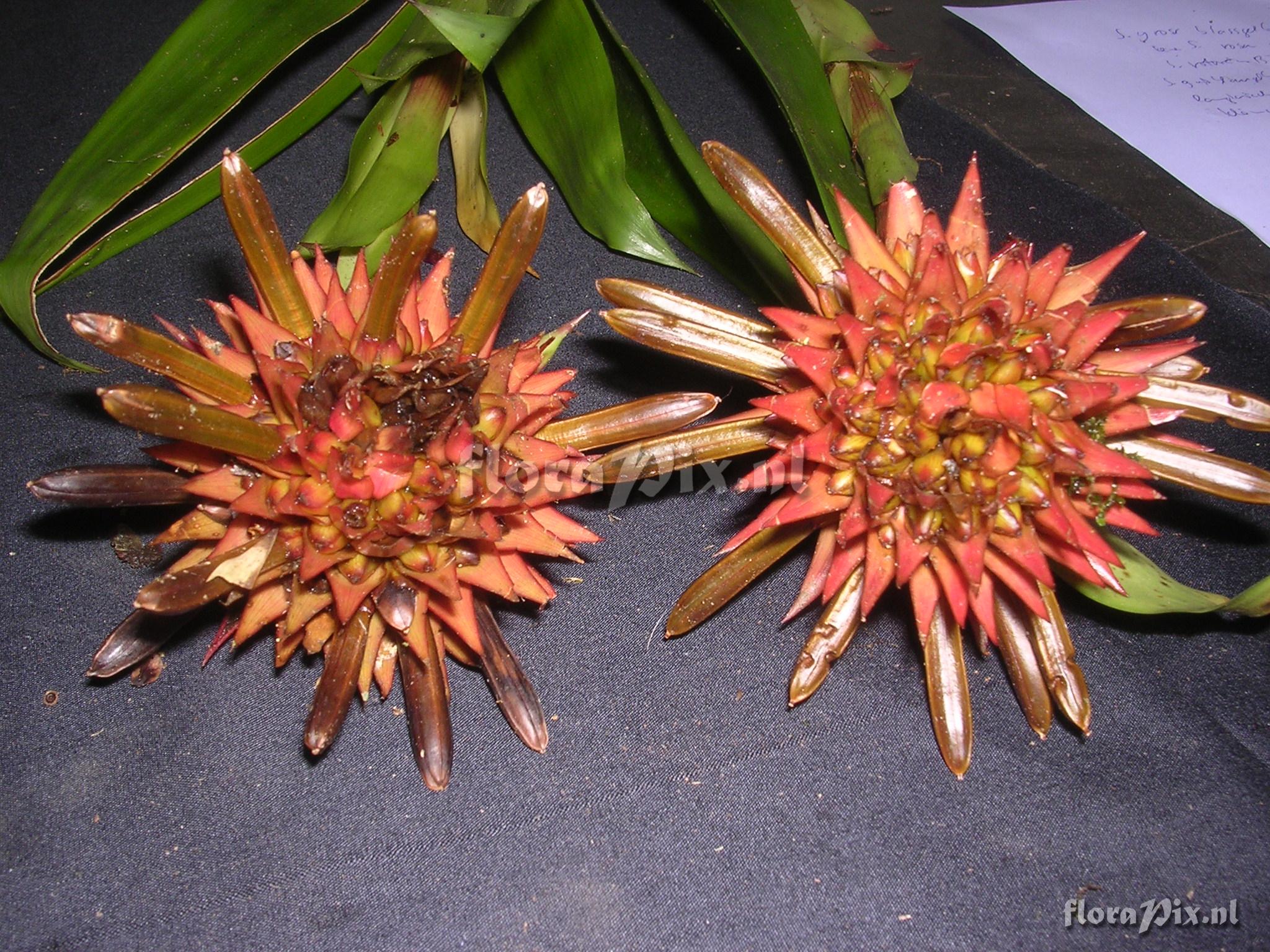 Guzmania bessae Luther