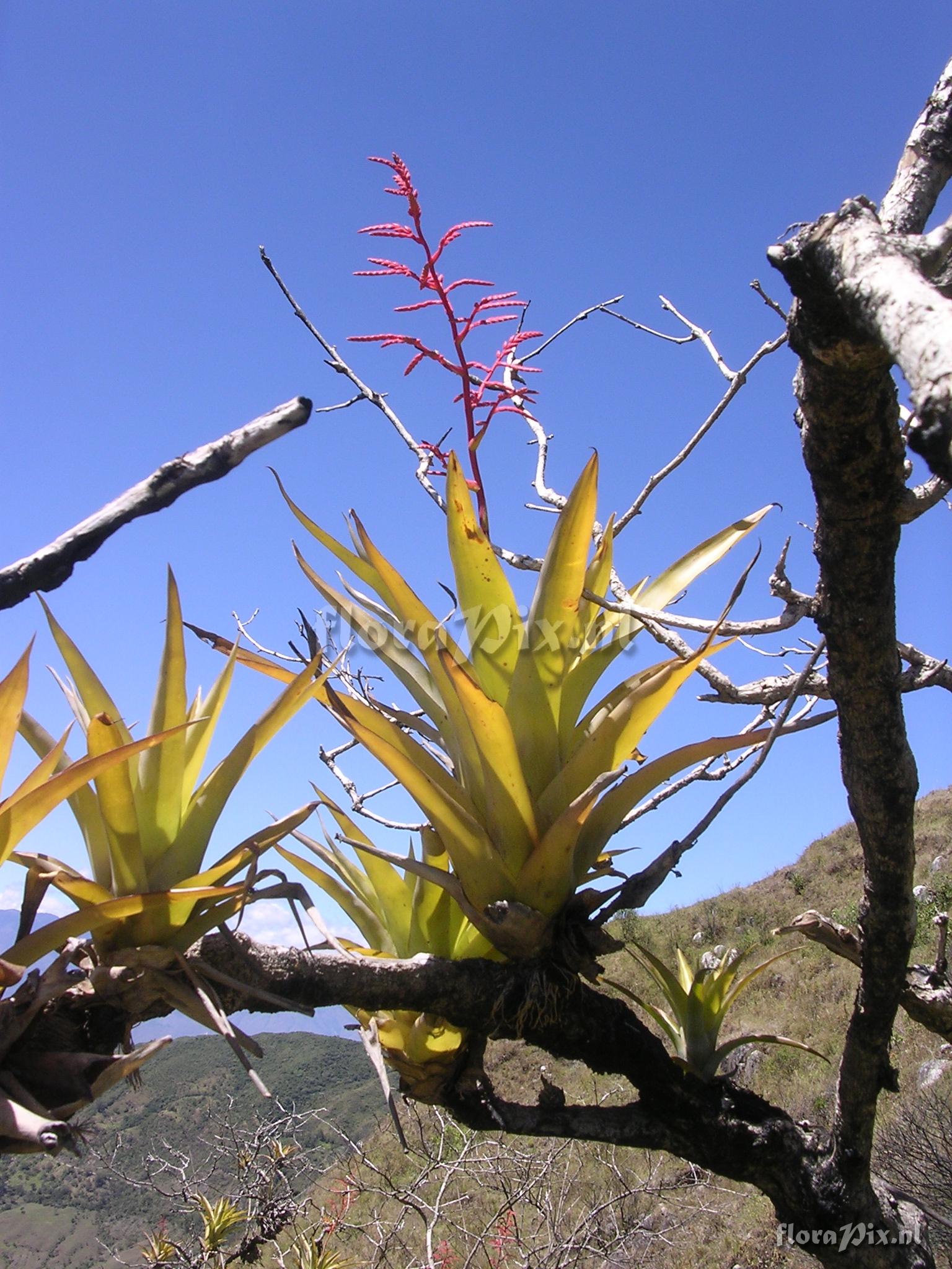 Racinaea multiflora var. tomensis (Benth.) M.A. Spencer & L.B. Sm.