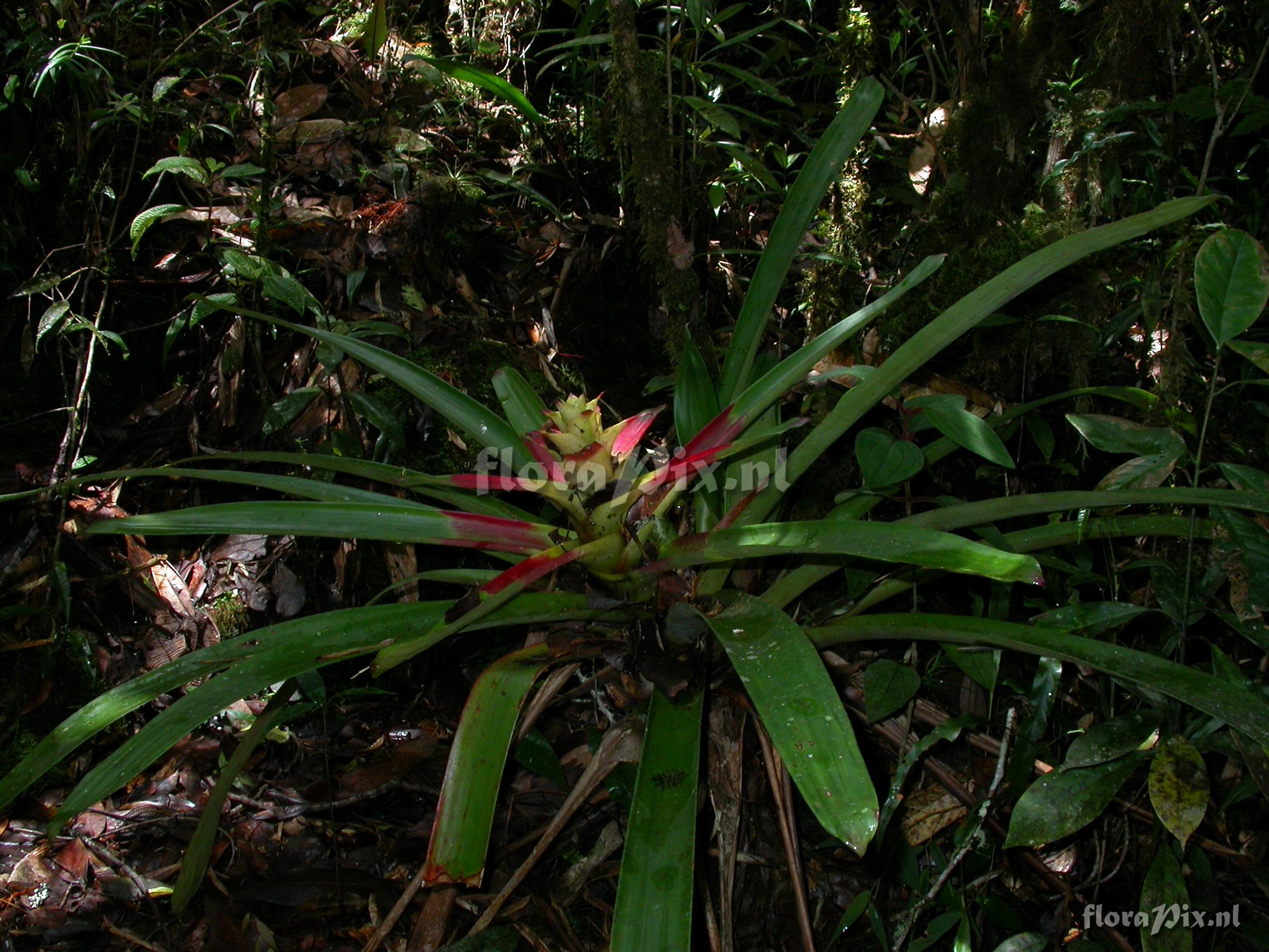 Guzmania squarrosa (Mez & Sodiro) L.B. Smith & Pittd.