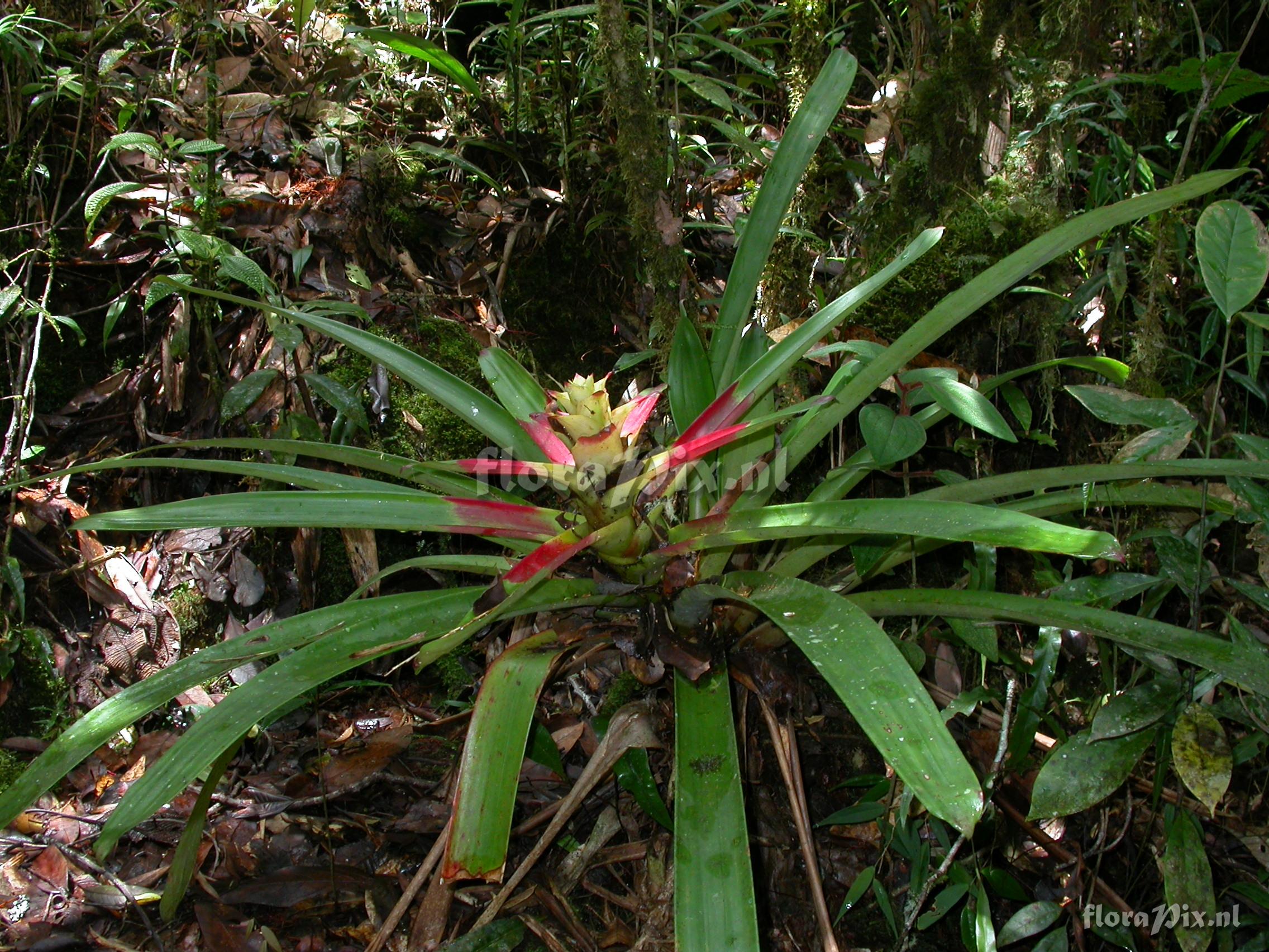 Guzmania squarrosa (Mez & Sodiro) L.B. Smith & Pittd.