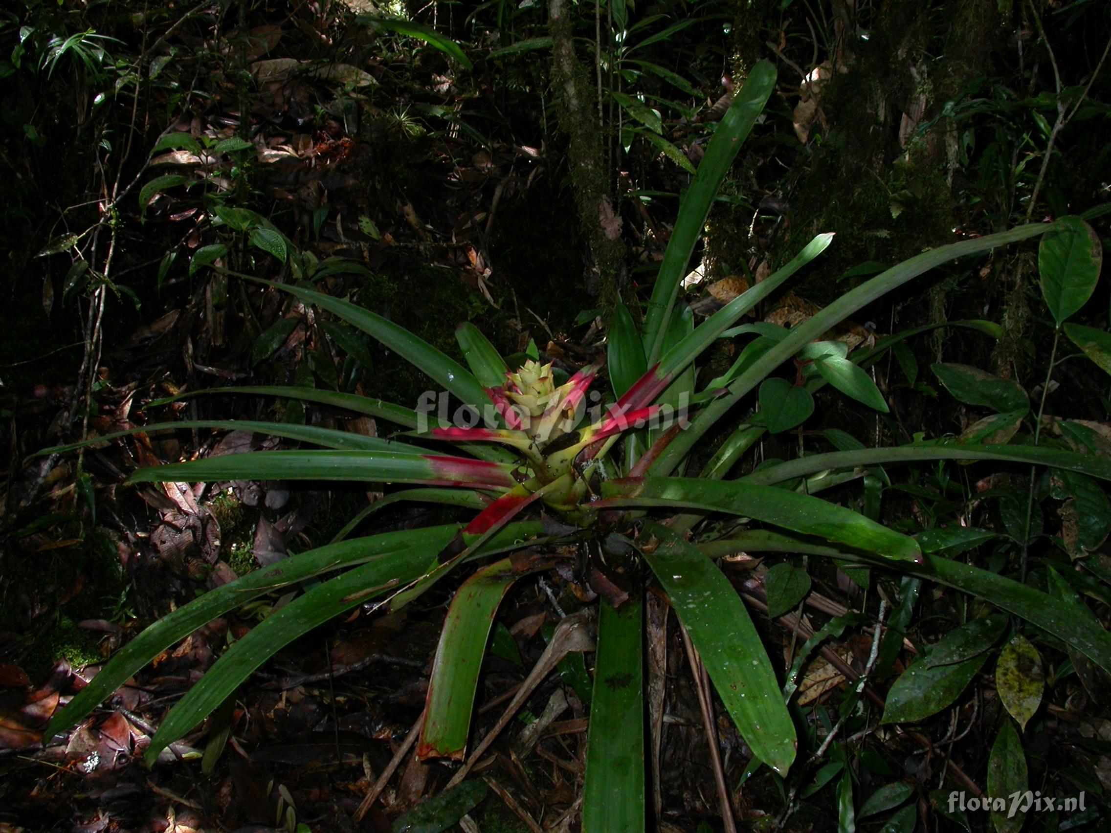 Guzmania squarrosa (Mez & Sodiro) L.B. Smith & Pittd.