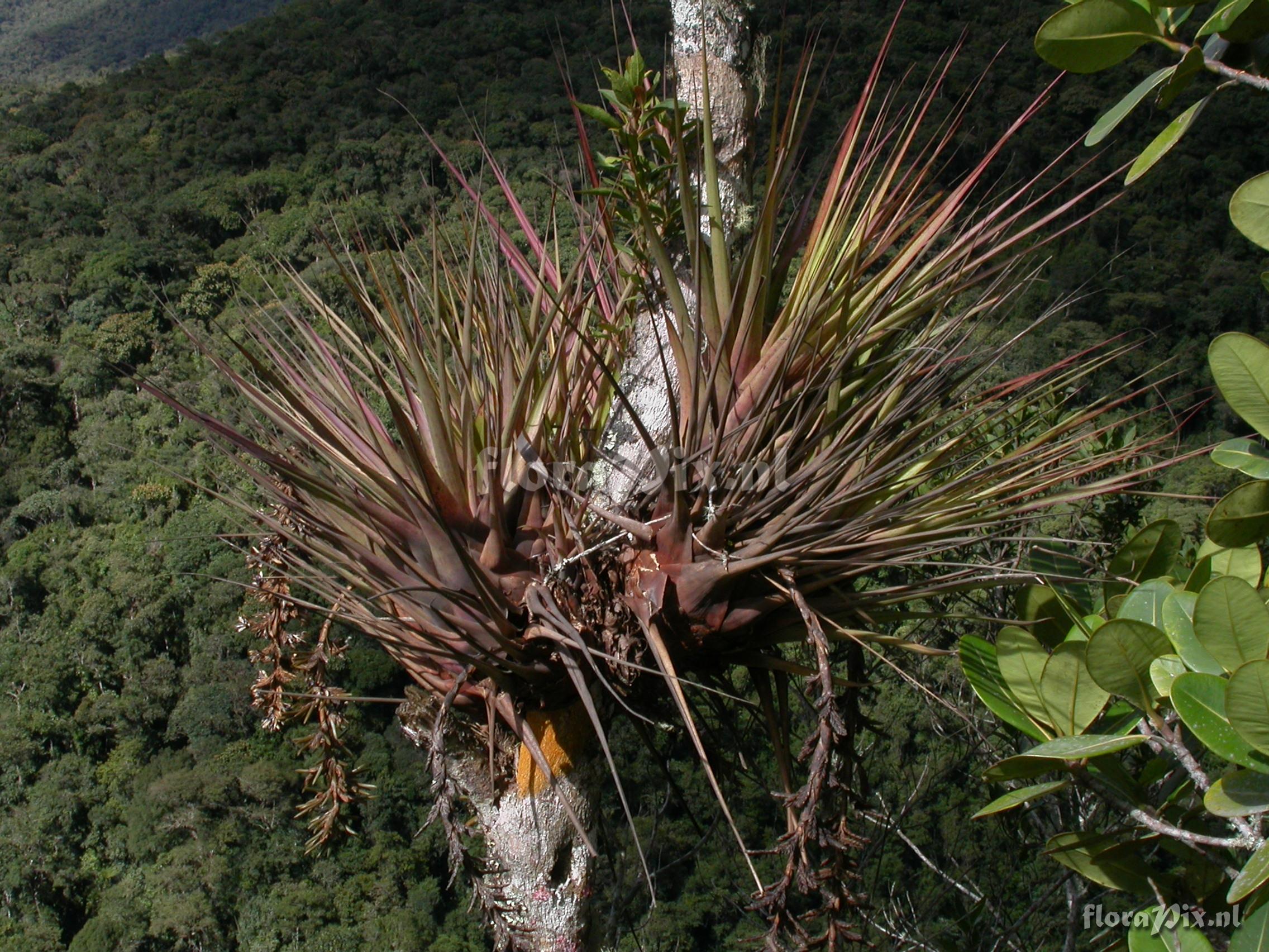 Vriesea appendiculata