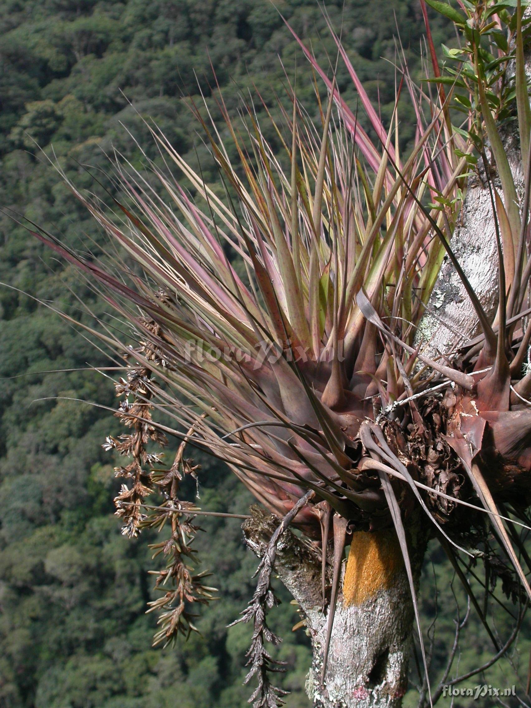 Vriesea appendiculata 