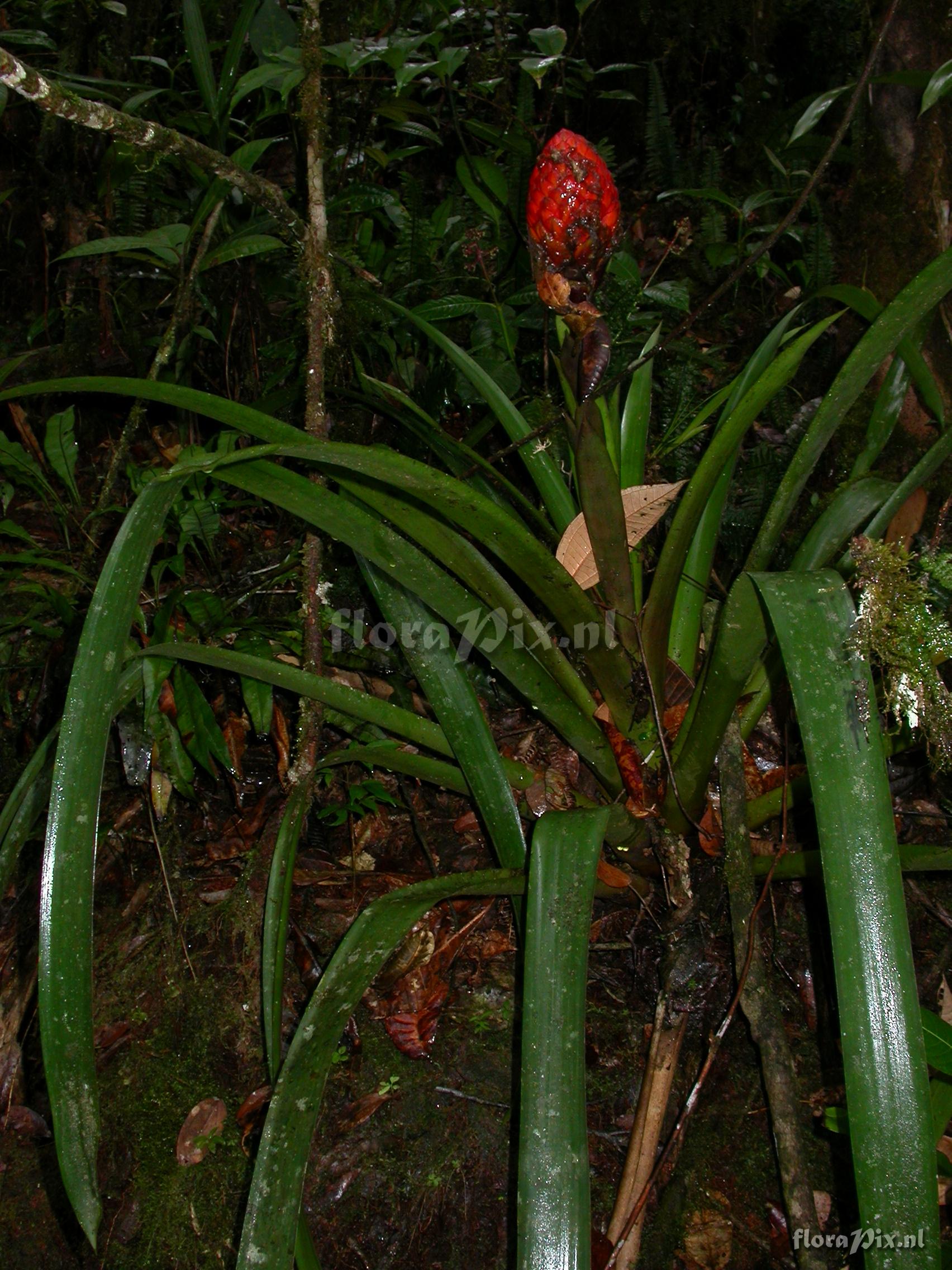 Guzmania claviformis  