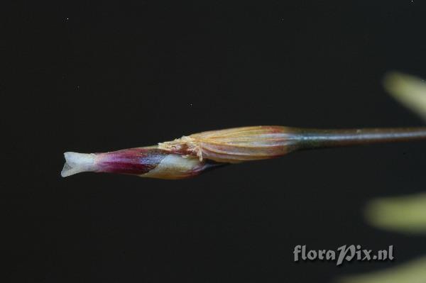 Tillandsia capillaris