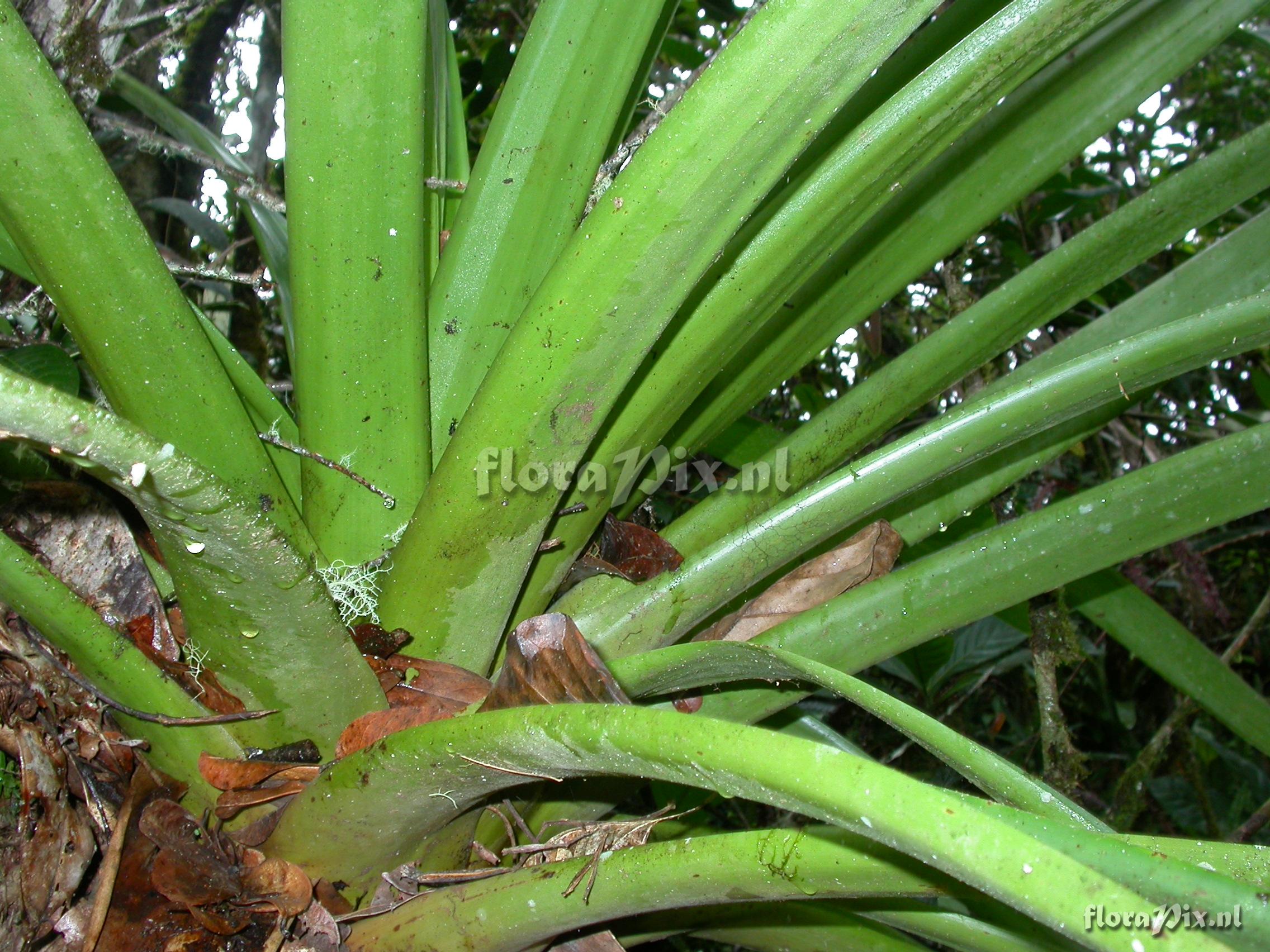 Guzmania  