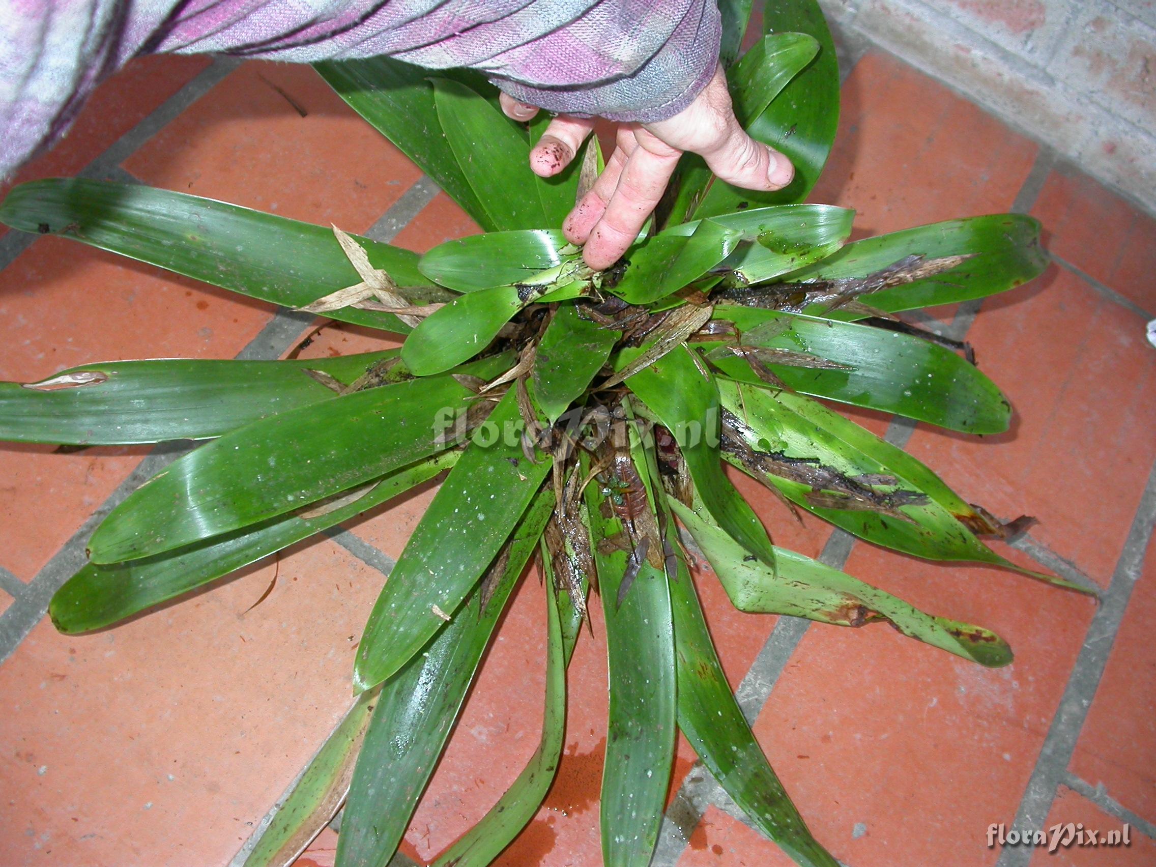 Tillandsia pyramidata Andr