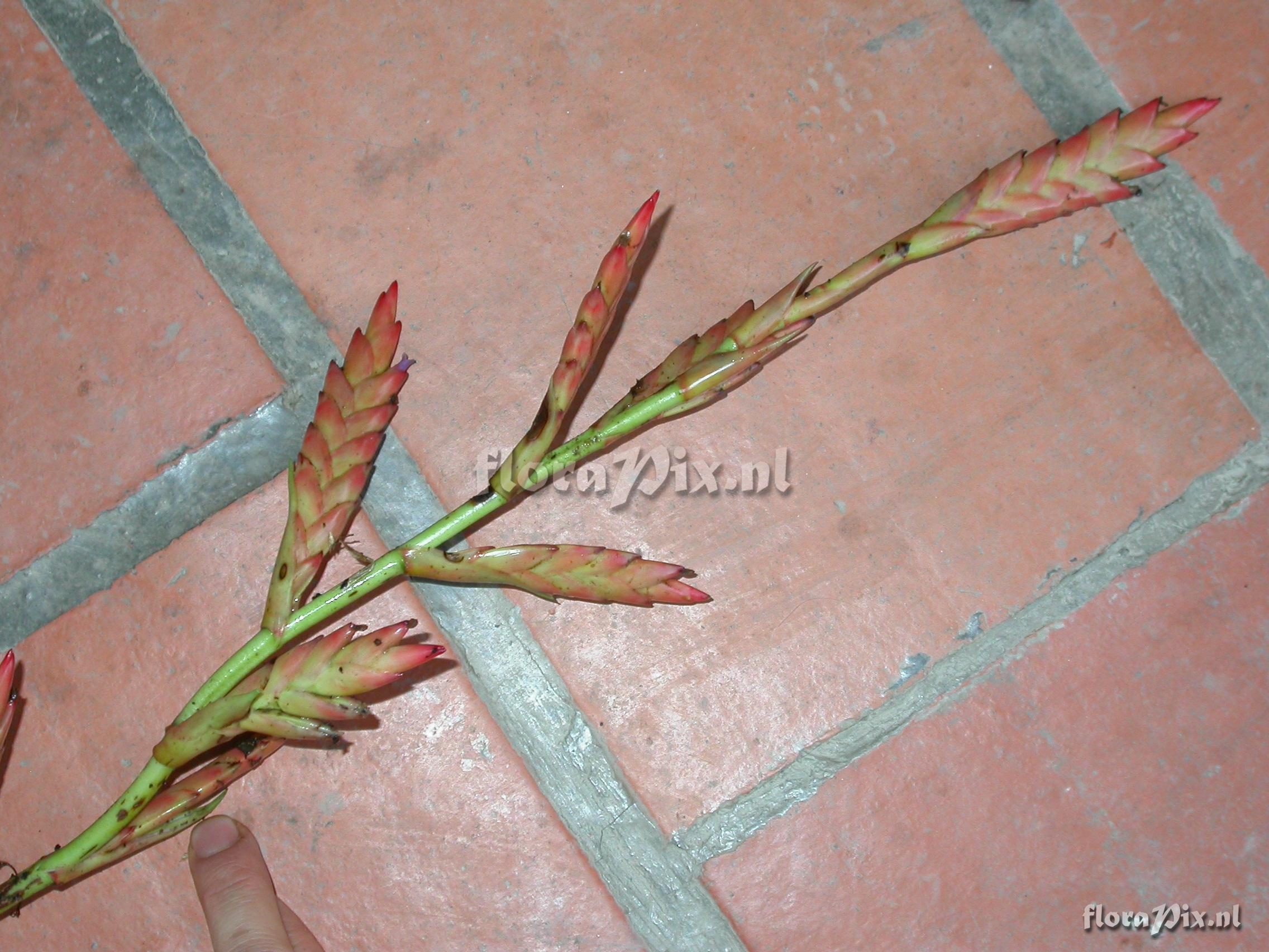 Tillandsia pyramidata Andr