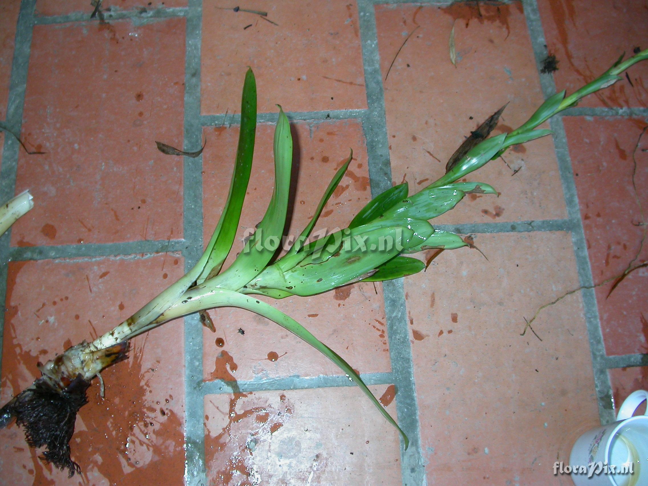 Tillandsia pyramidata Andr