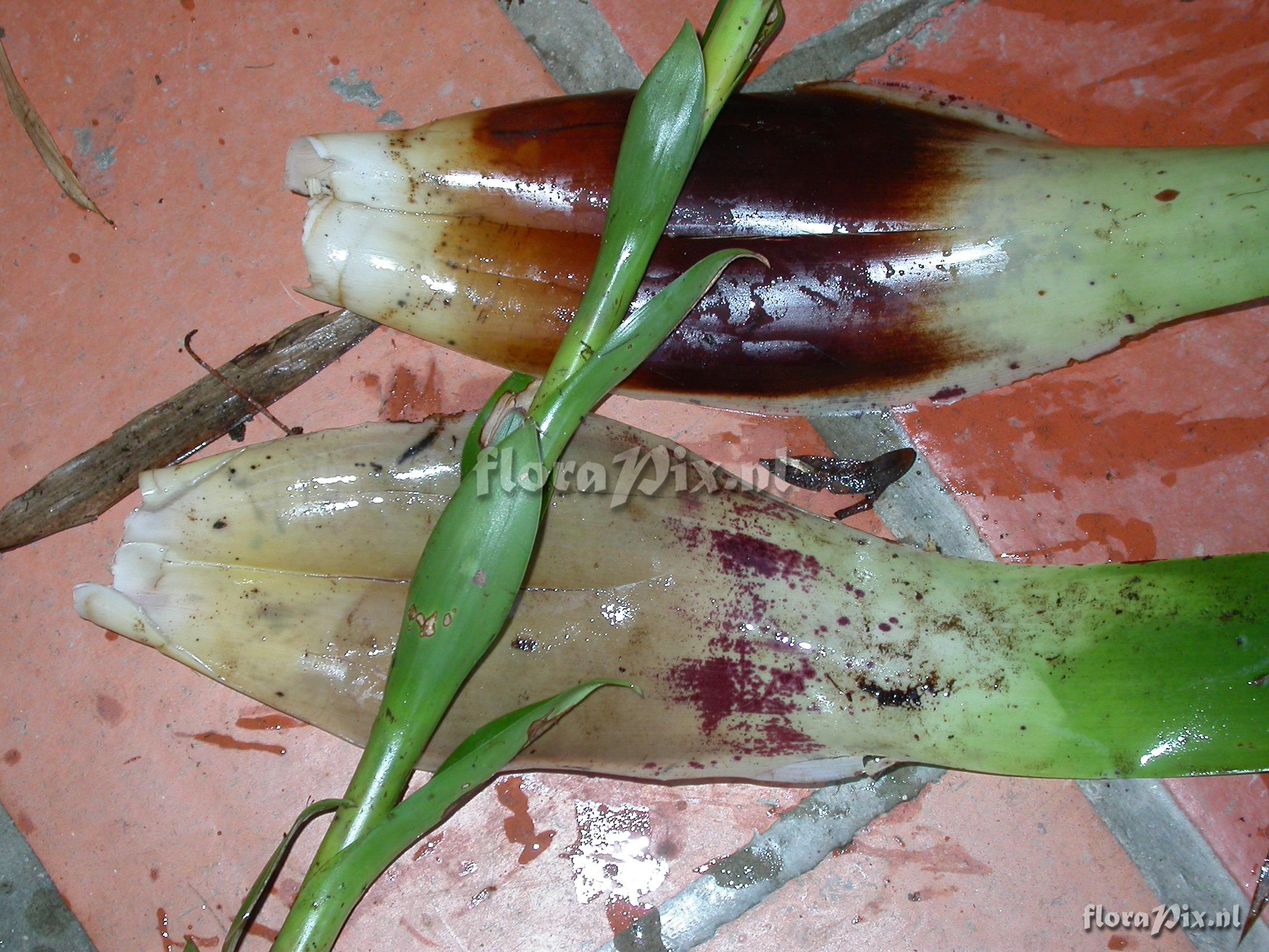 Tillandsia pyramidata Andr