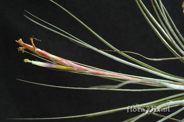 Tillandsia sp.nov.Ehlers