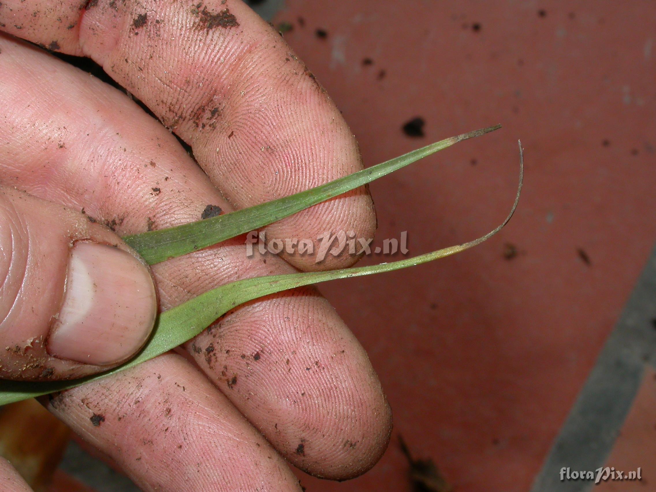 Tillandsia barbeyana Wittm.