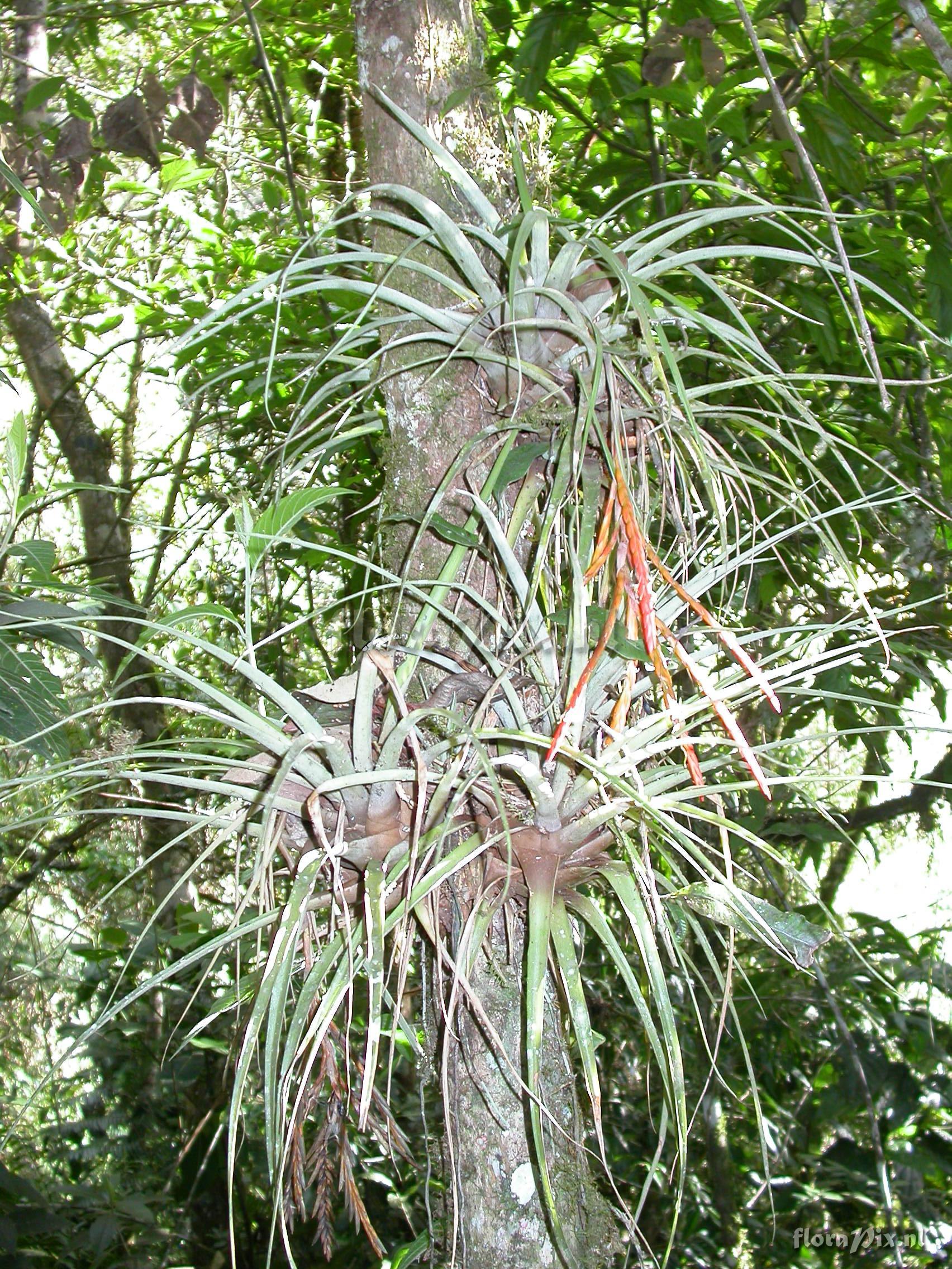 Tillandsia barthlottii Rauh