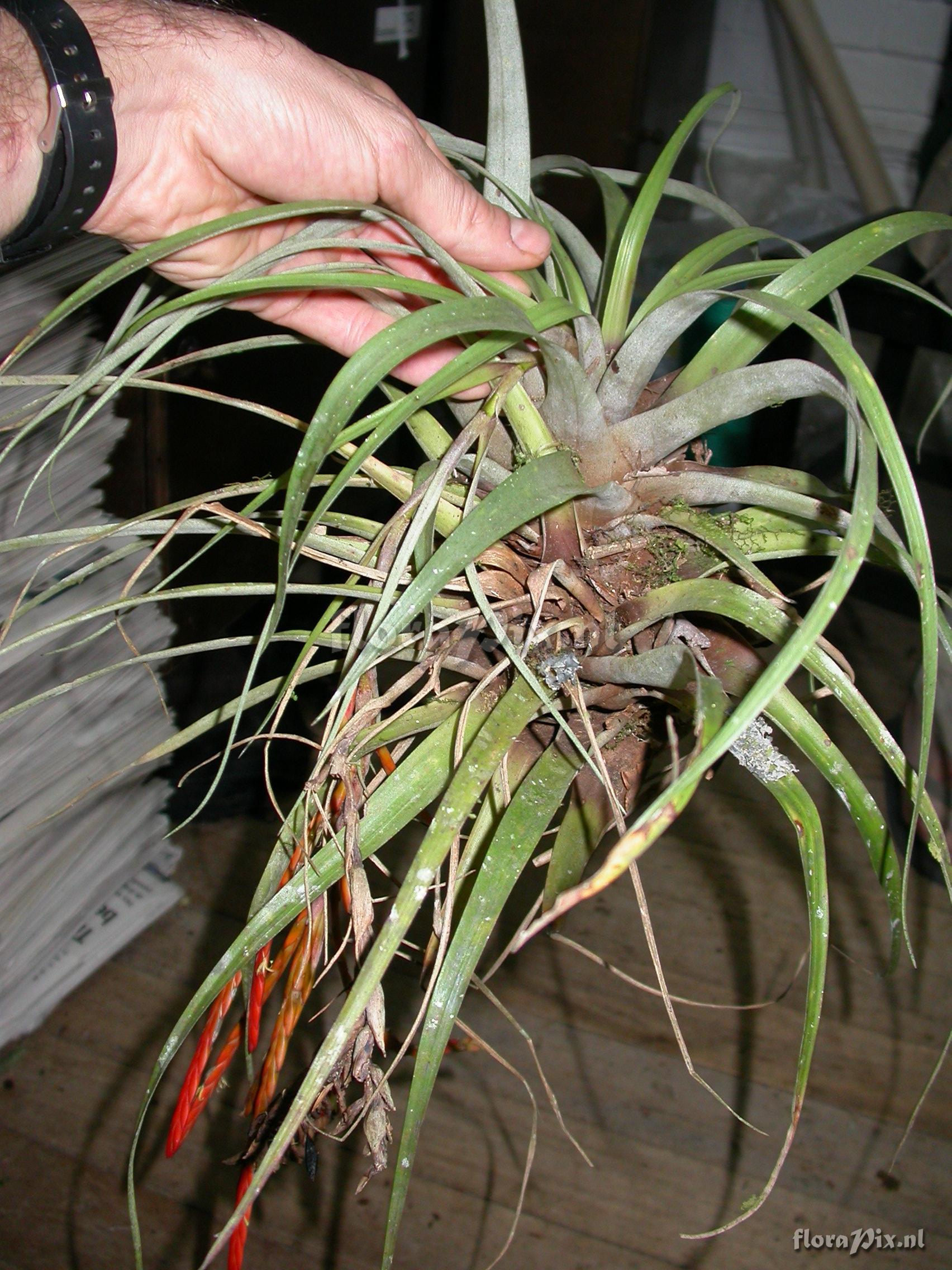 Tillandsia barthlottii Rauh