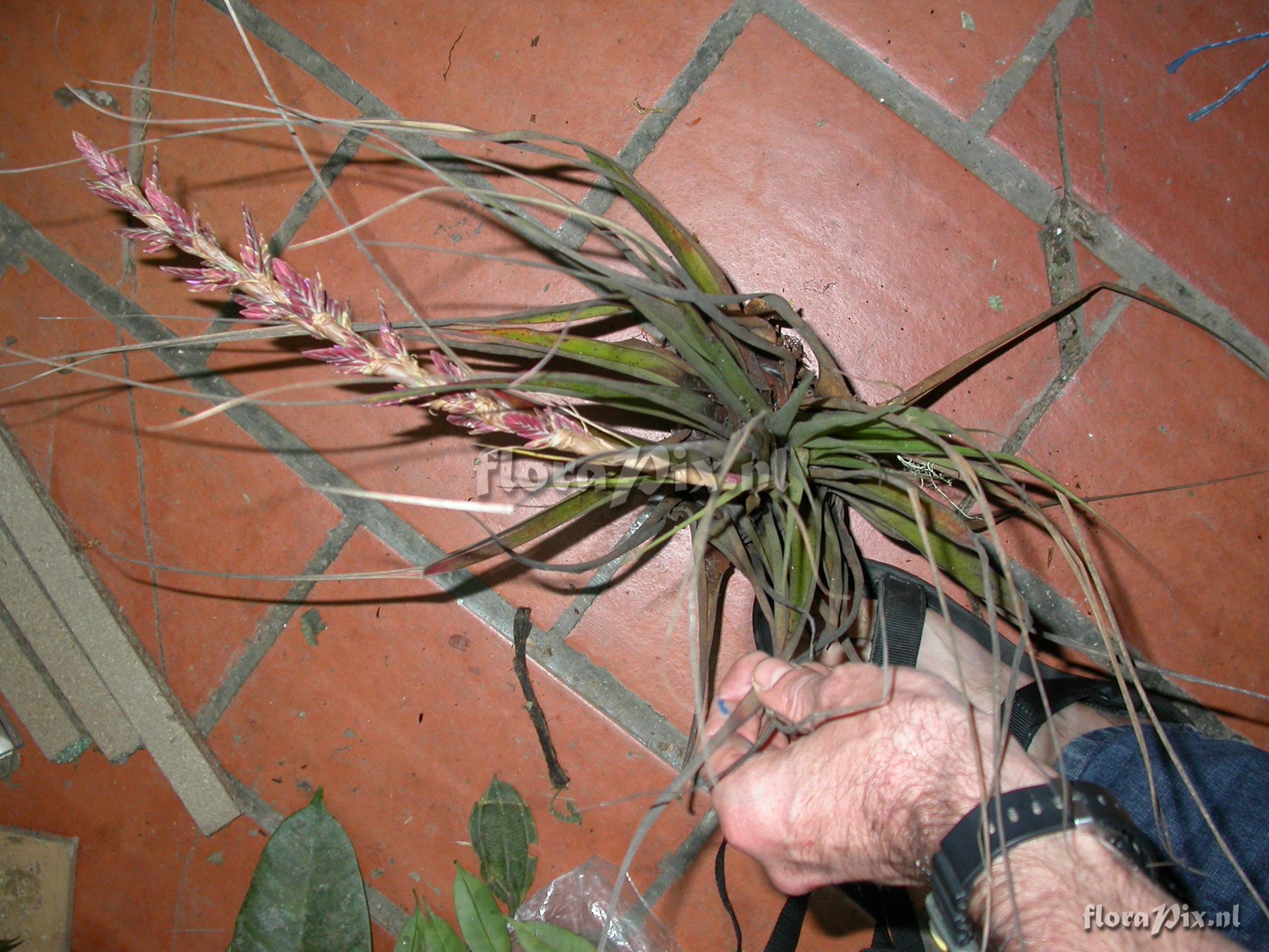 Tillandsia engleriana Wittm.