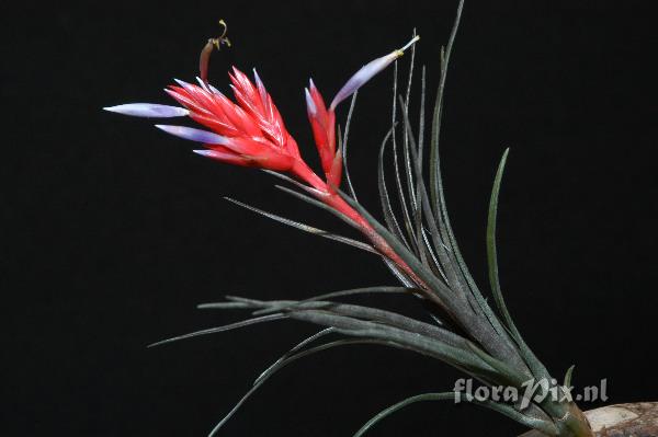 Tillandsia chlorophylla