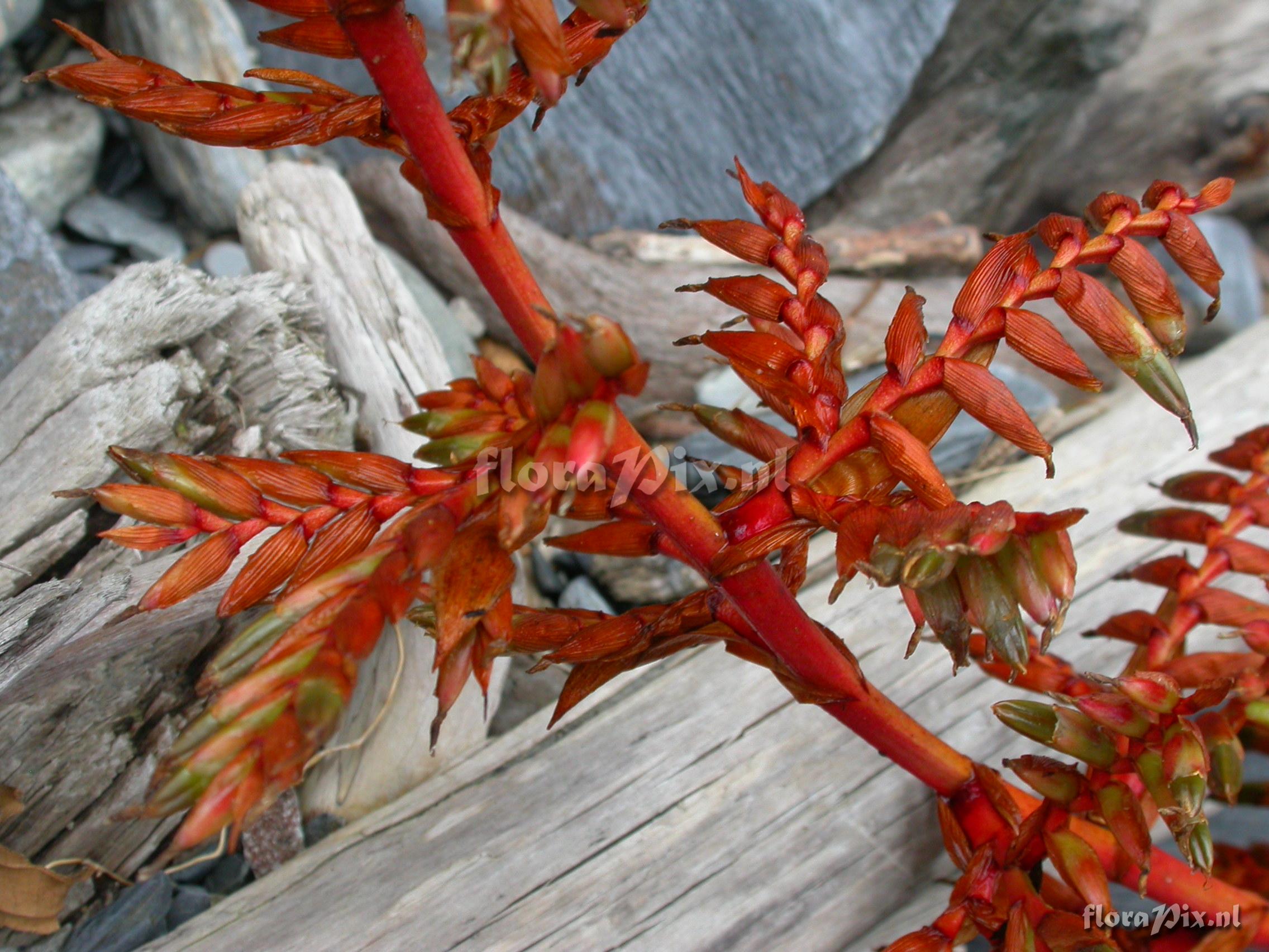 Tillandsia truncata L.B. Sm. var. major H. Luther 