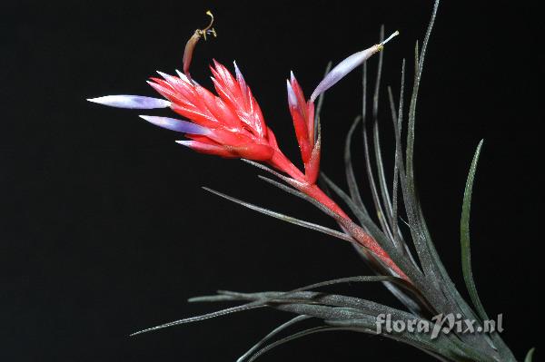 Tillandsia chlorophylla