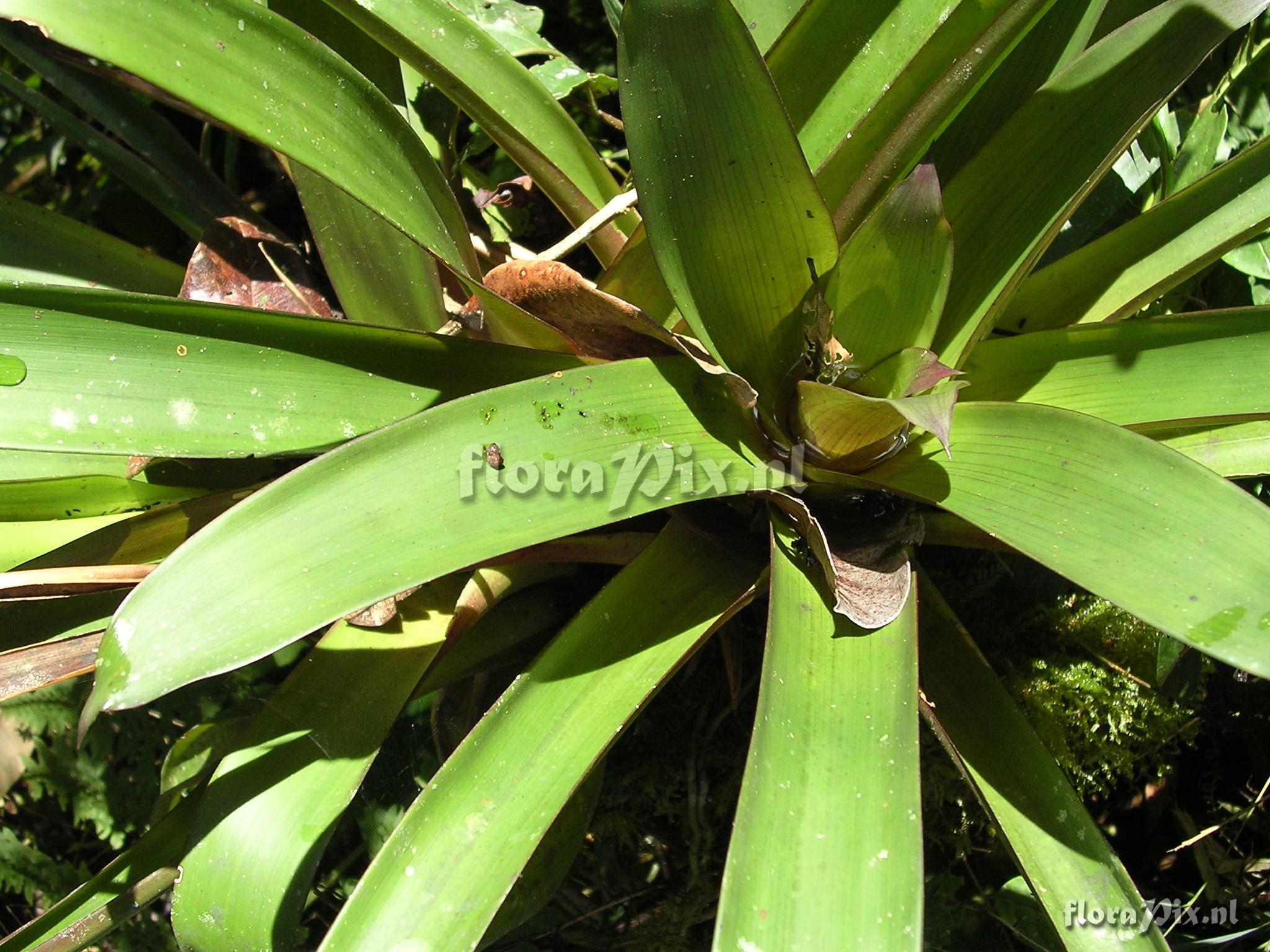 Guzmania confusa L.B. Sm.