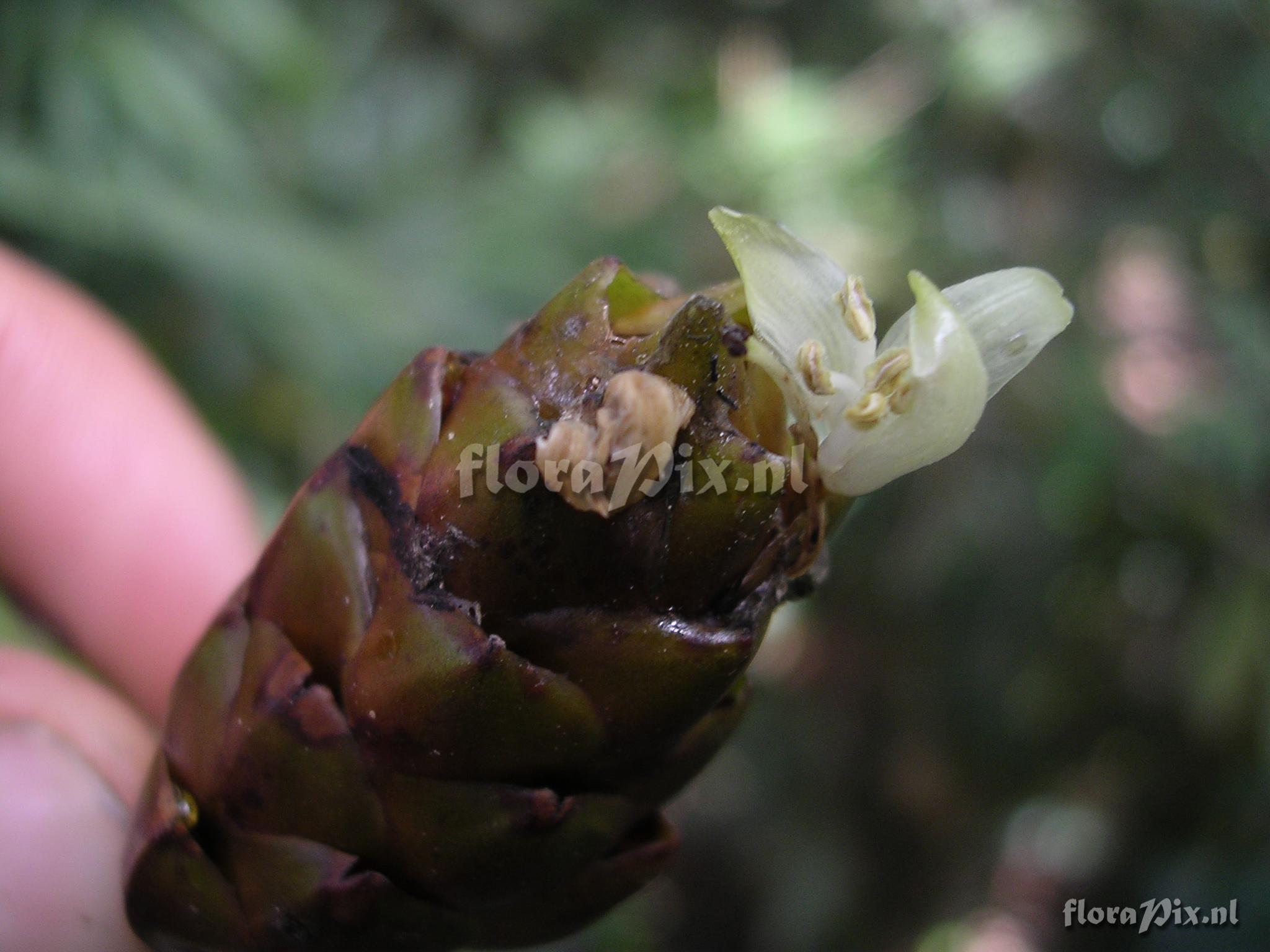 Guzmania confusa L.B. Sm.