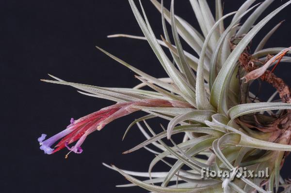 Tillandsia cochabambae