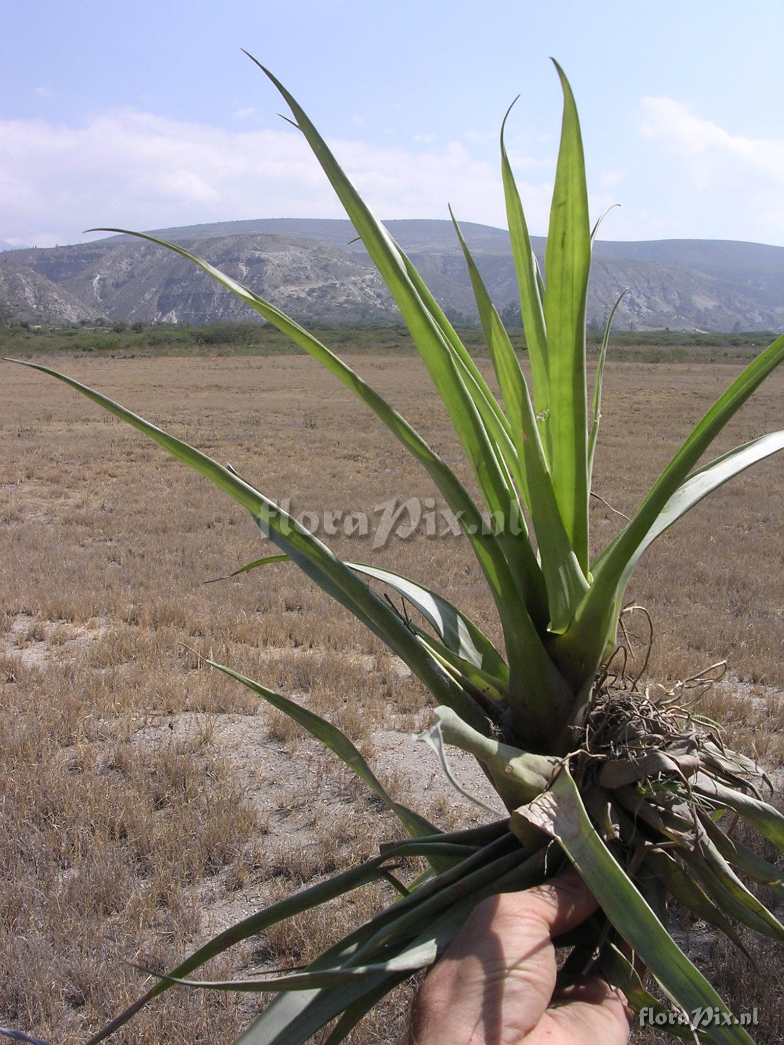 Tillandsia lajensis L.B. Sm.