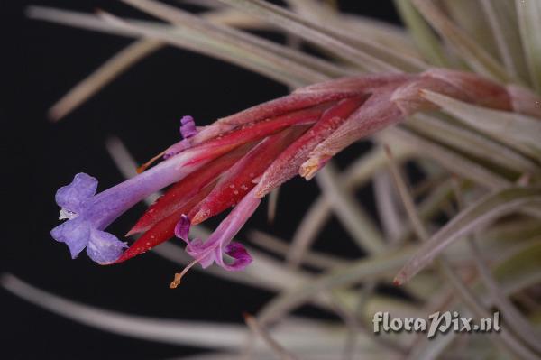 Tillandsia cochabambae