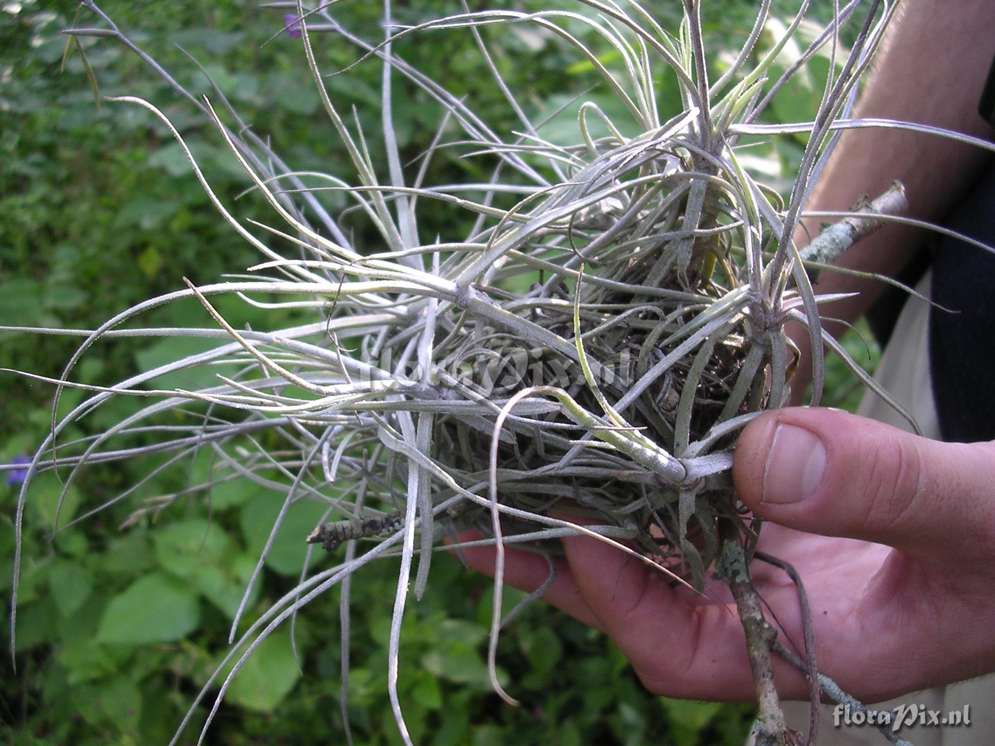 Tillandsia caerulea Kunth