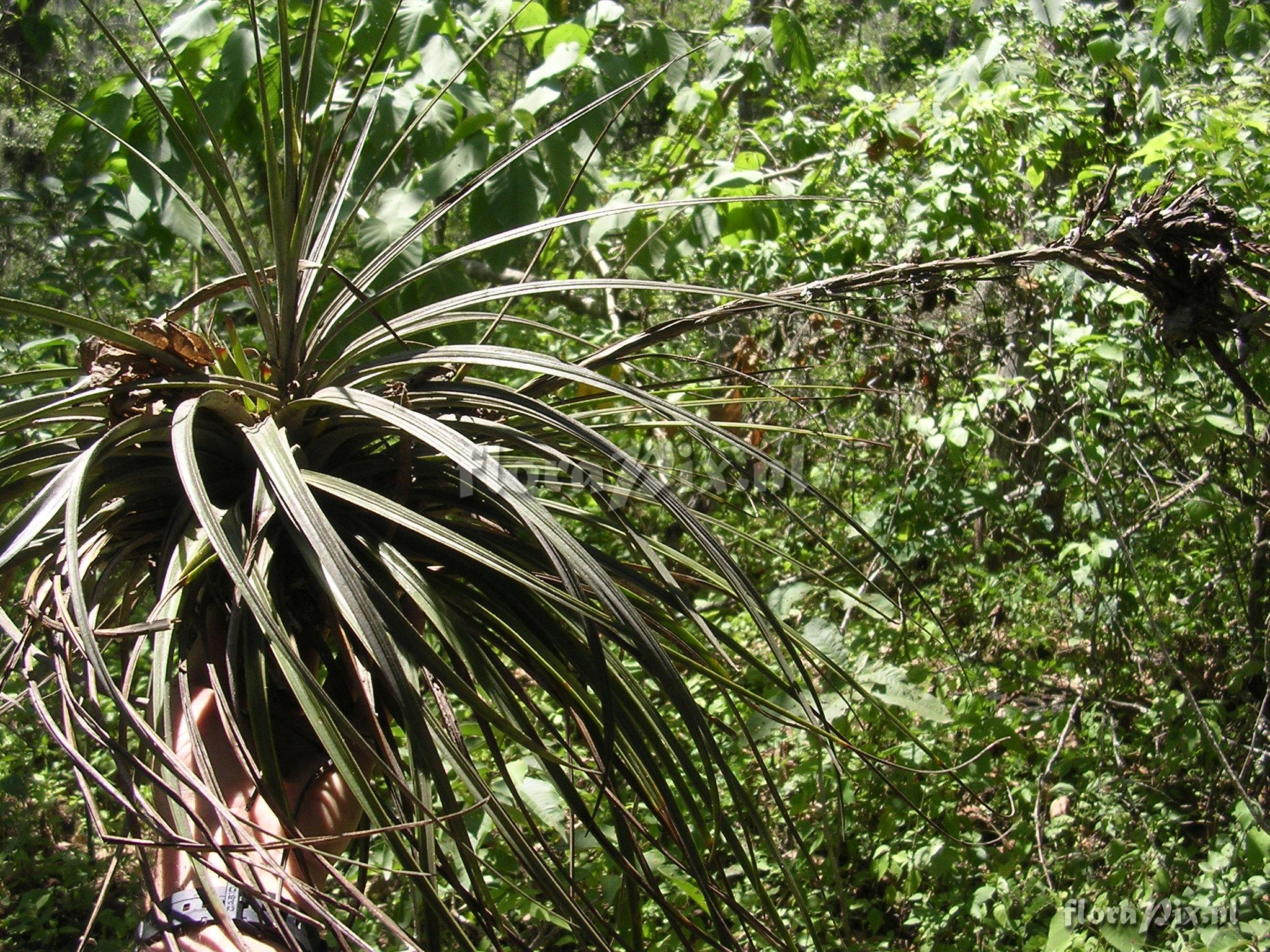 Tillandsia floribunda Kunth