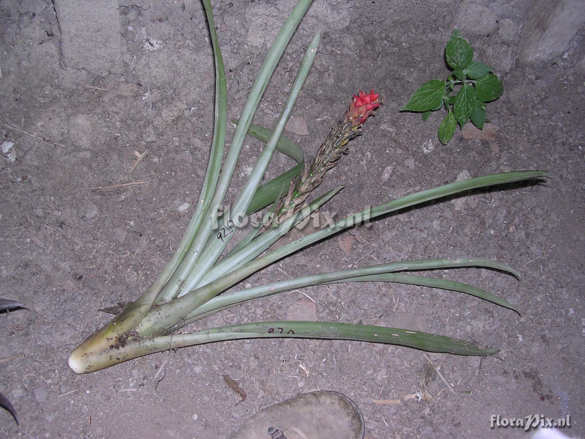 Guzmania monostachia (L.) Rusby ex Mez