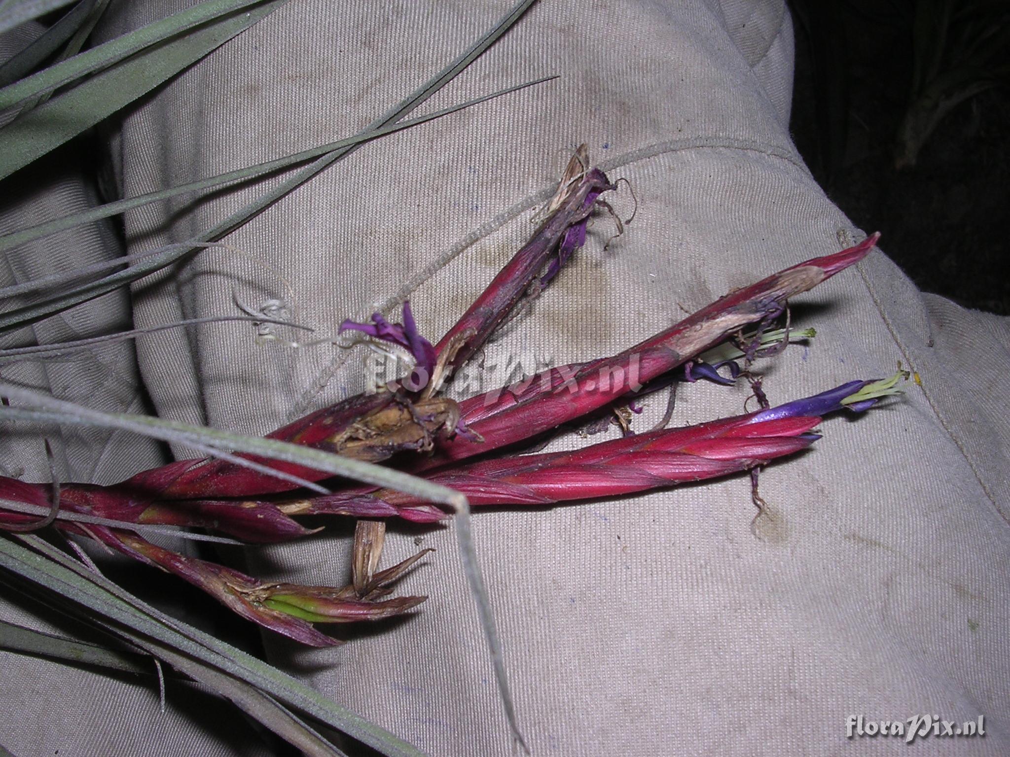 Tillandsia flagellata L.B. Sm.