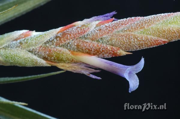 Tillandsia comarapaensis