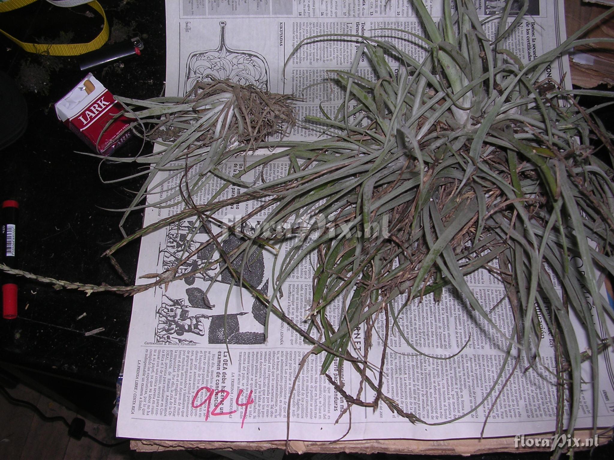 Tillandsia trichoglochinoides C. Presl