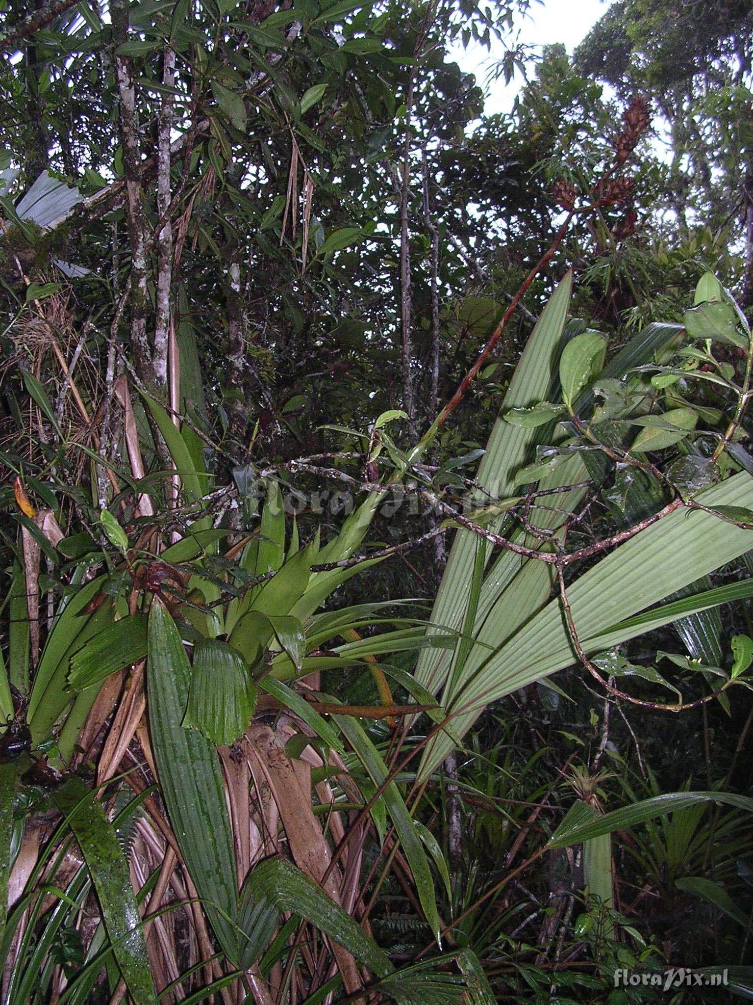 Guzmania killipiana