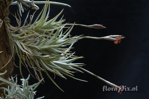 Tillandsia copynii